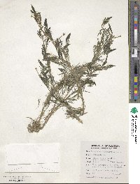 Ranunculus trichophyllus image