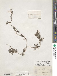 Ranunculus trichophyllus image