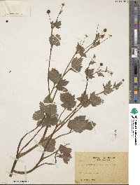 Ranunculus silerifolius image