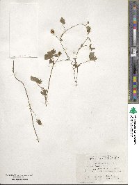 Ranunculus japonicus image