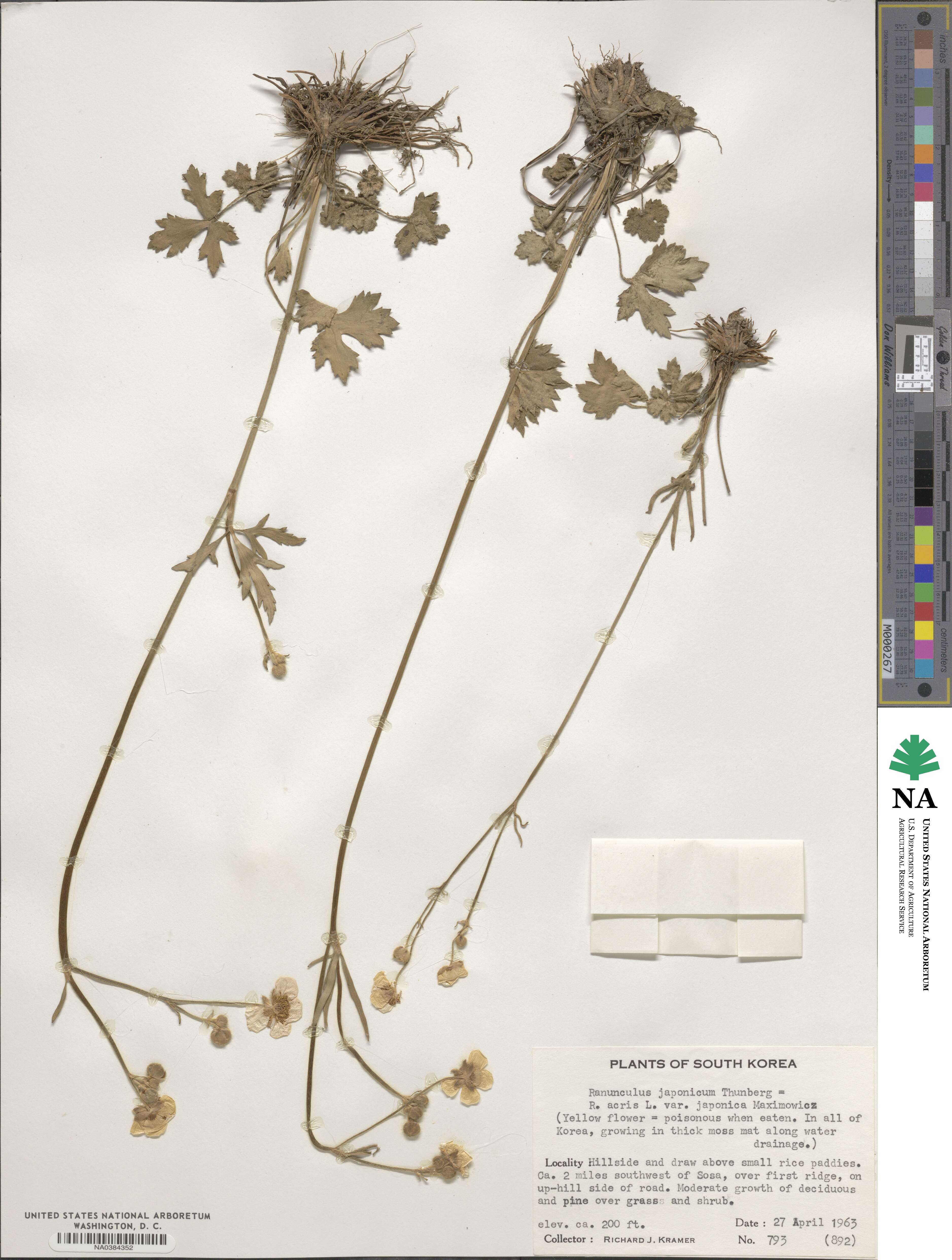 Ranunculus japonicus image