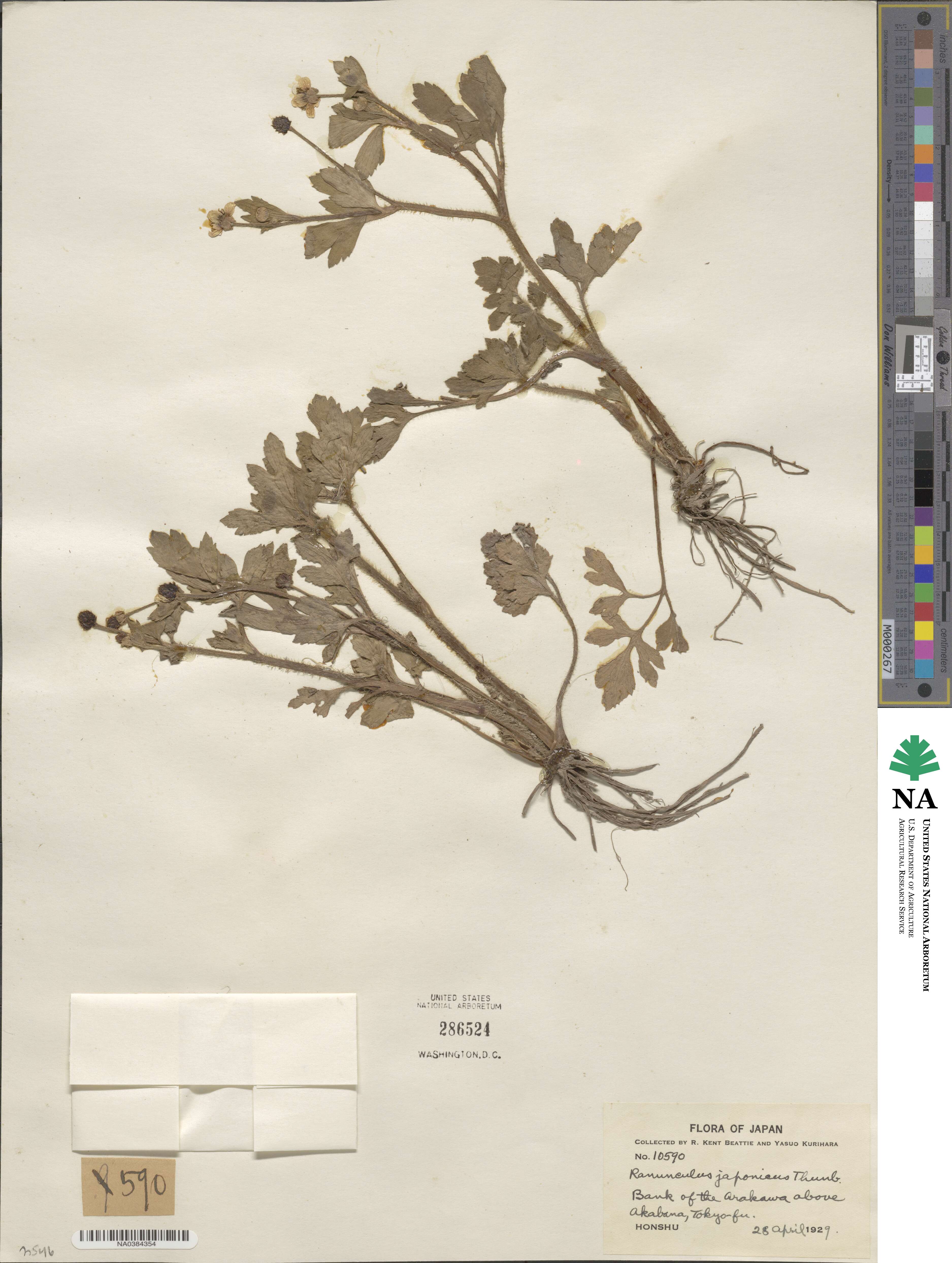 Ranunculus japonicus image
