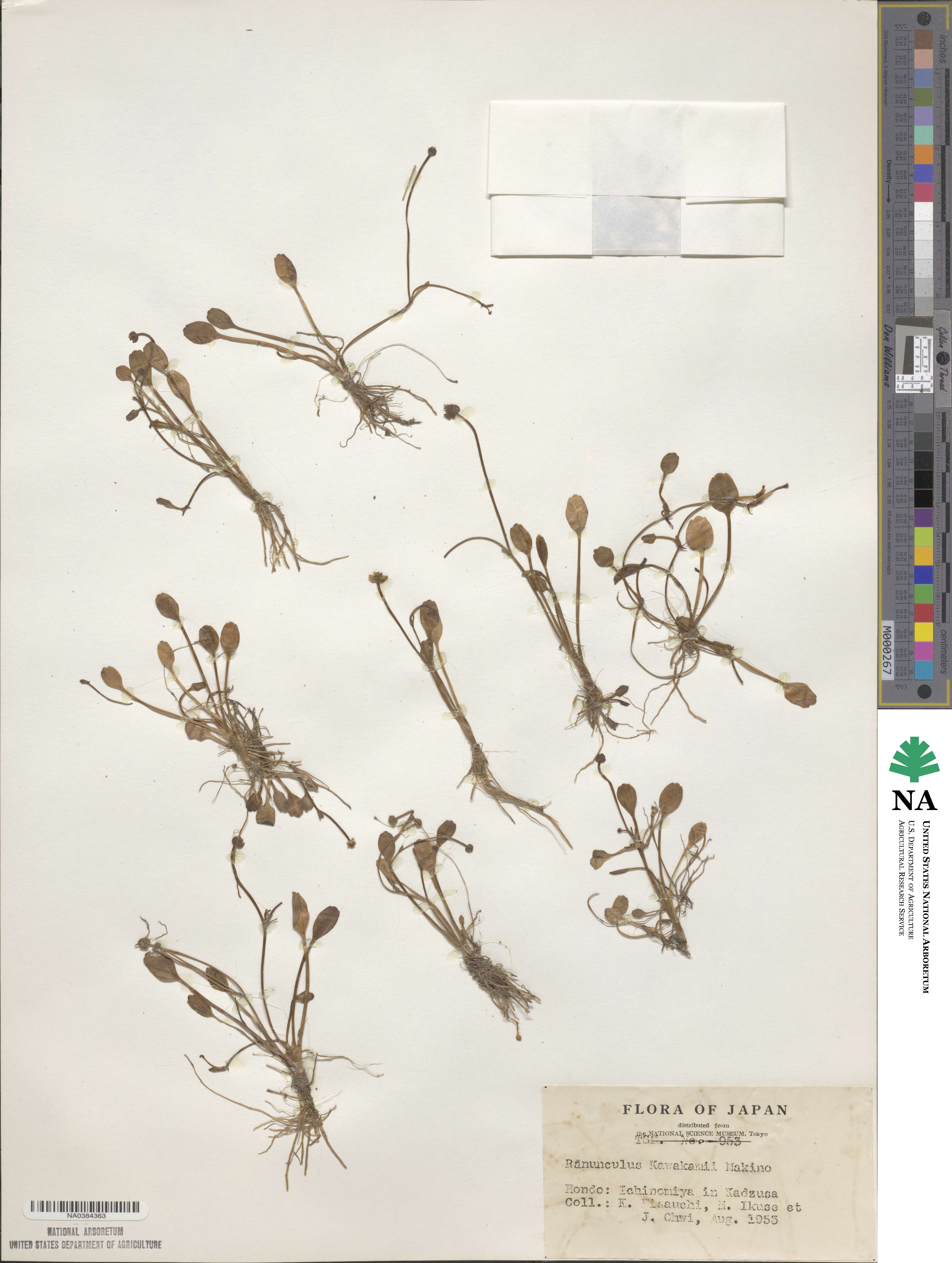 Ranunculus kawakamii image