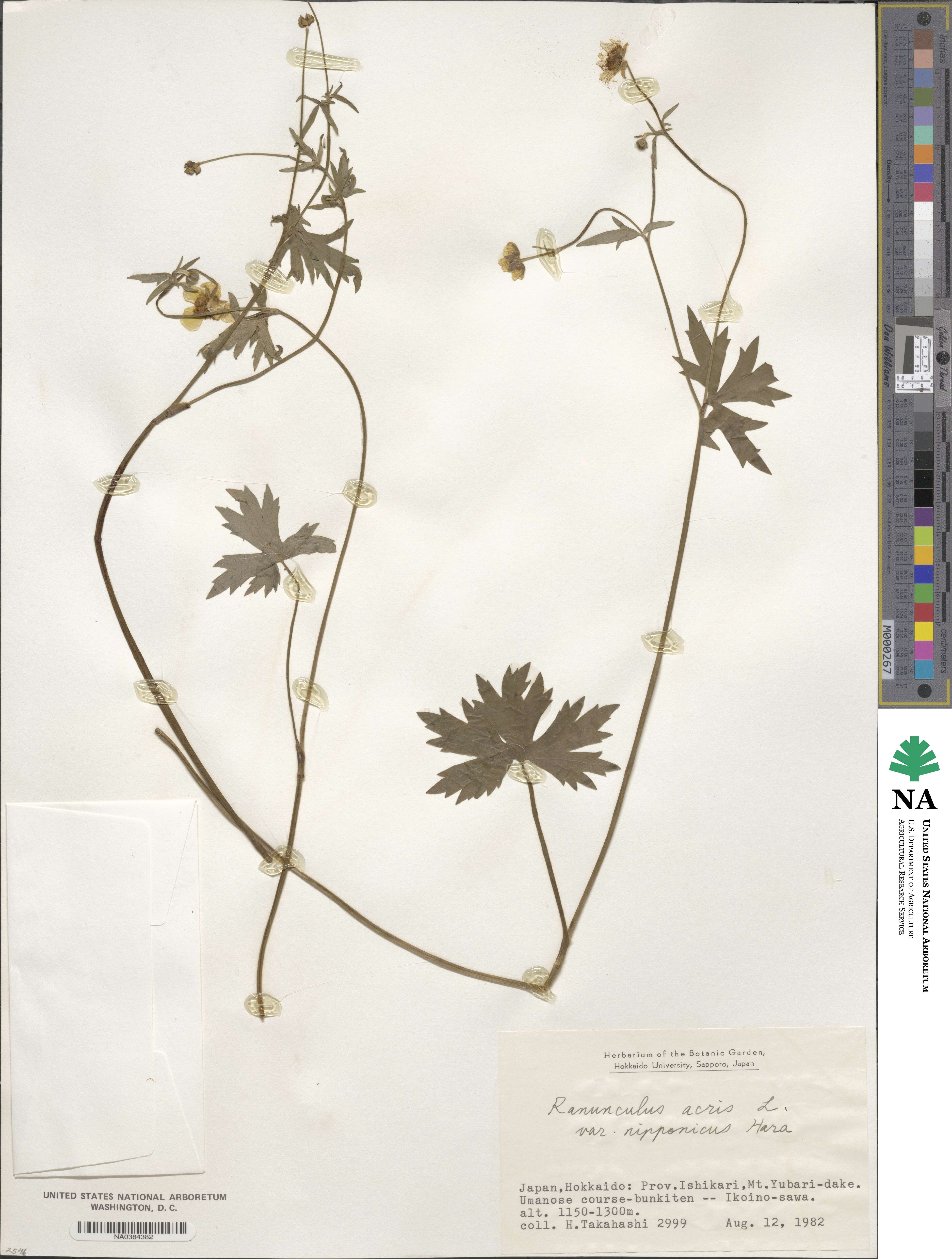 Ranunculus paishanensis image