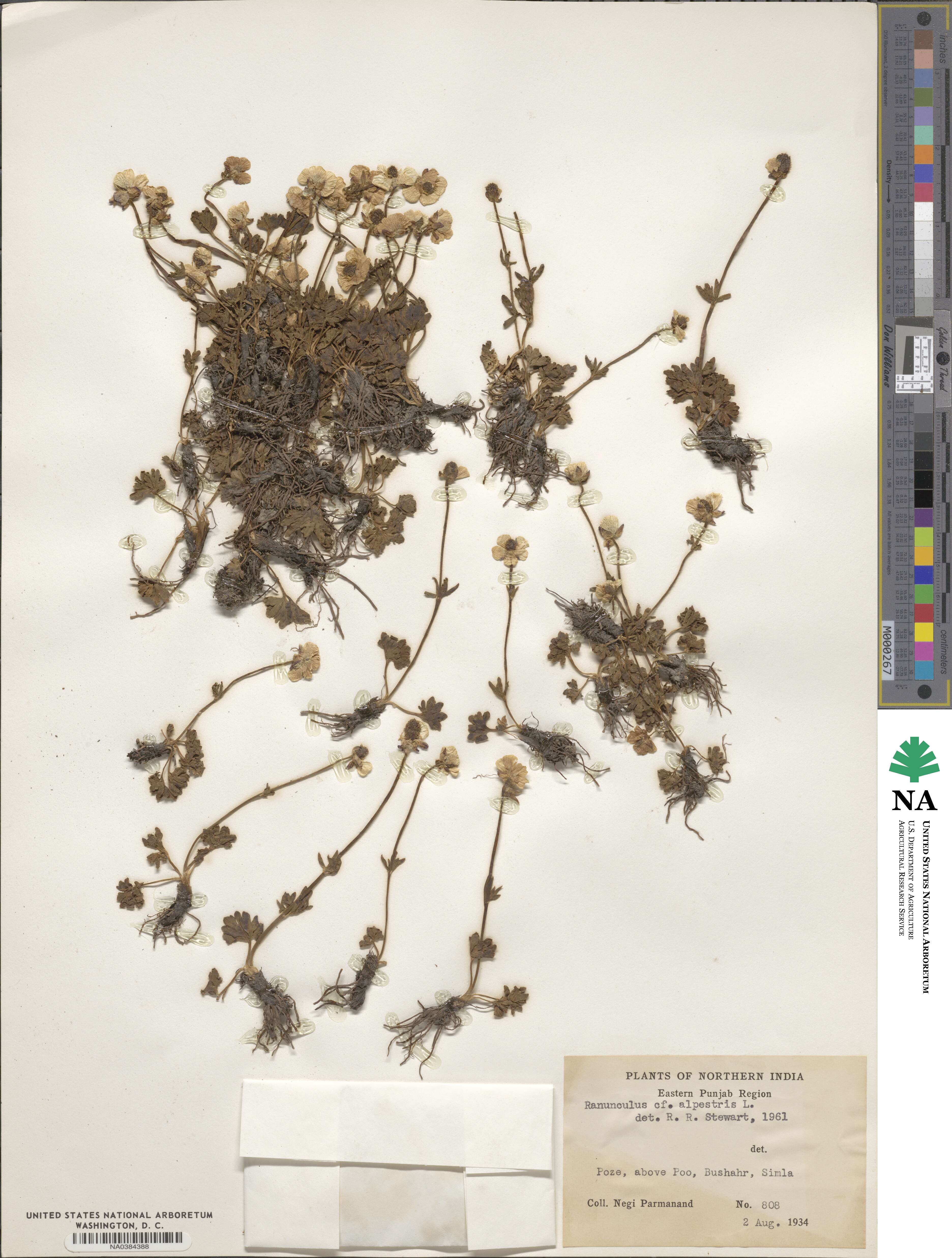 Ranunculus alpestris image