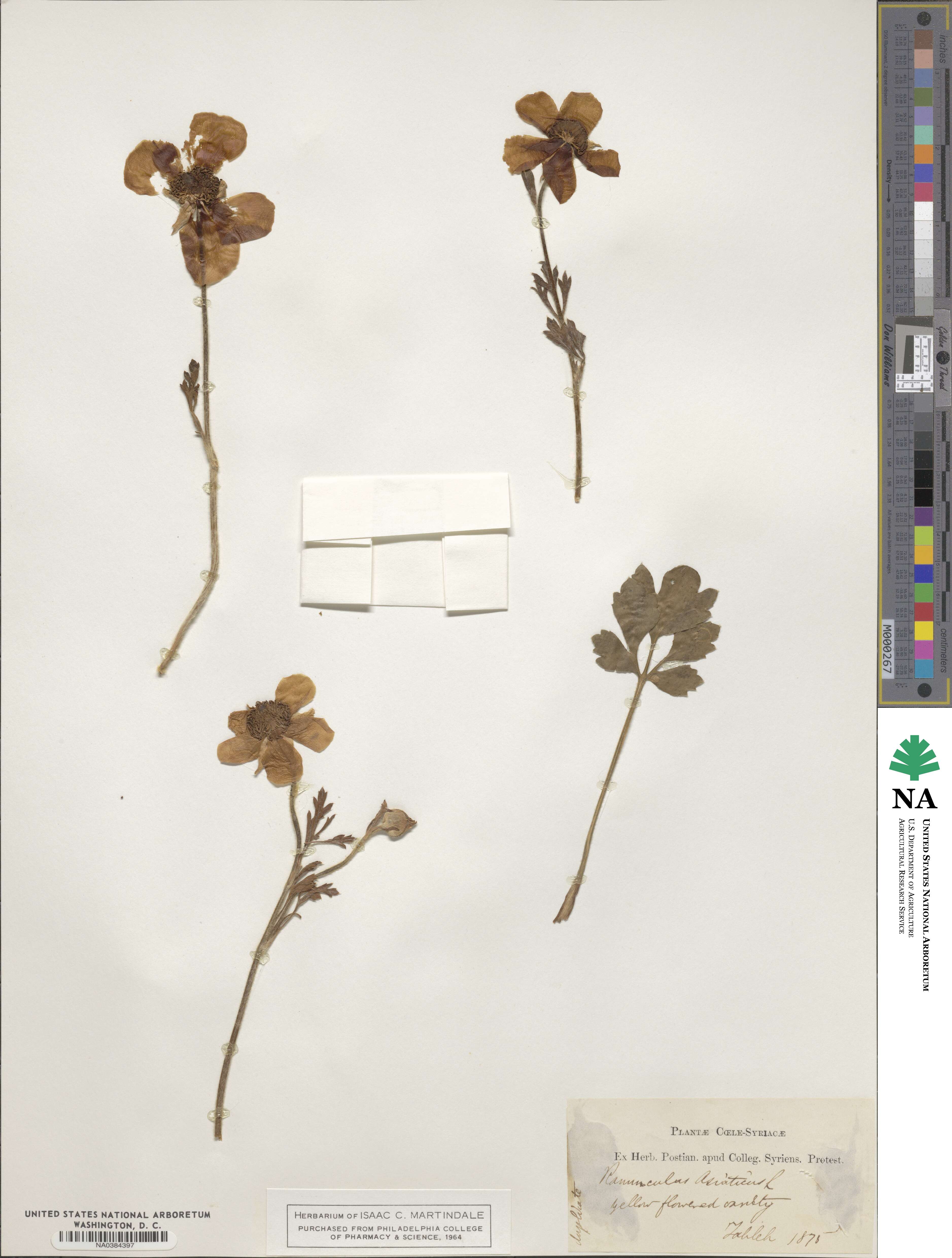 Ranunculus asiaticus image