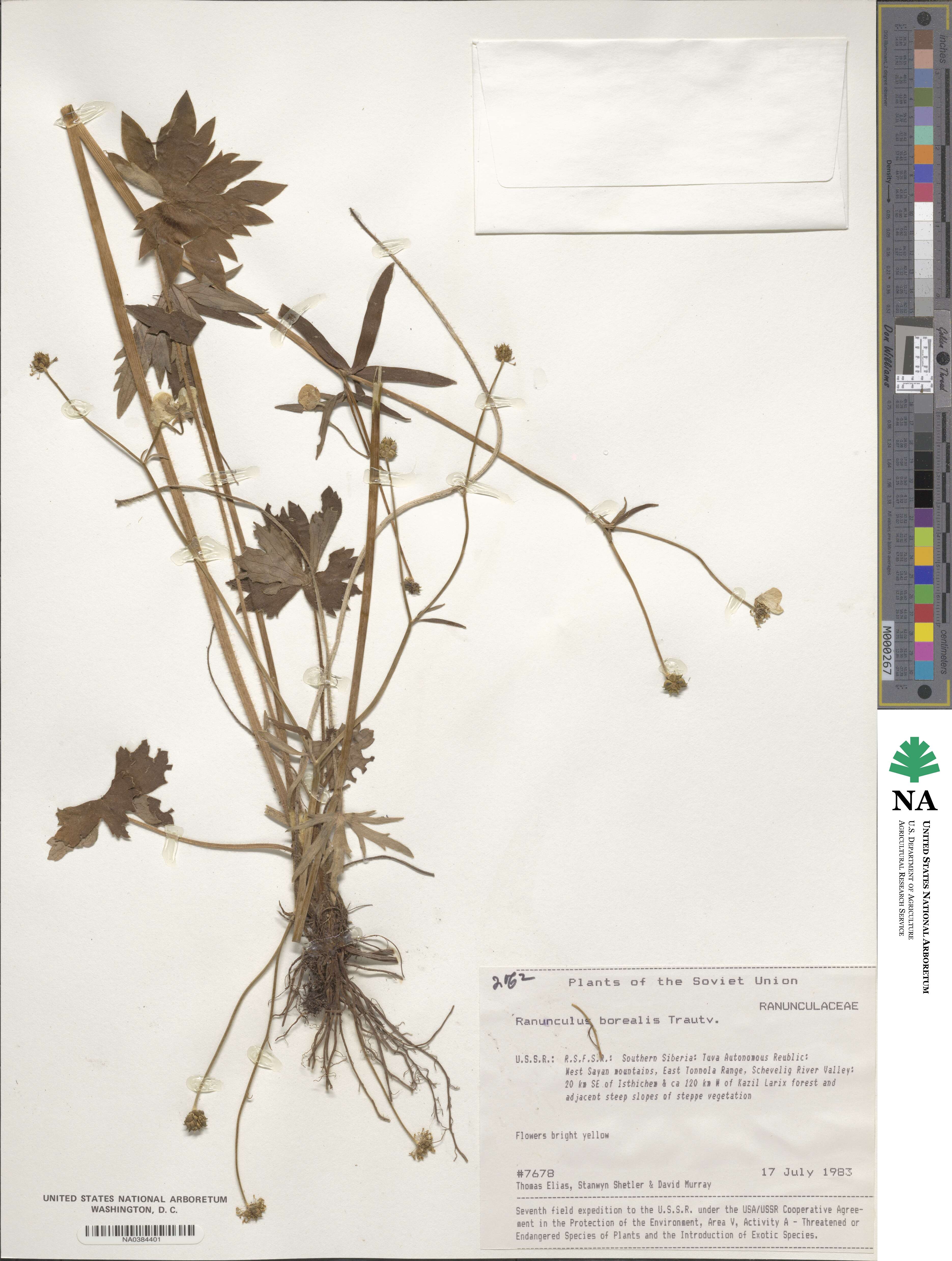 Ranunculus propinquus image