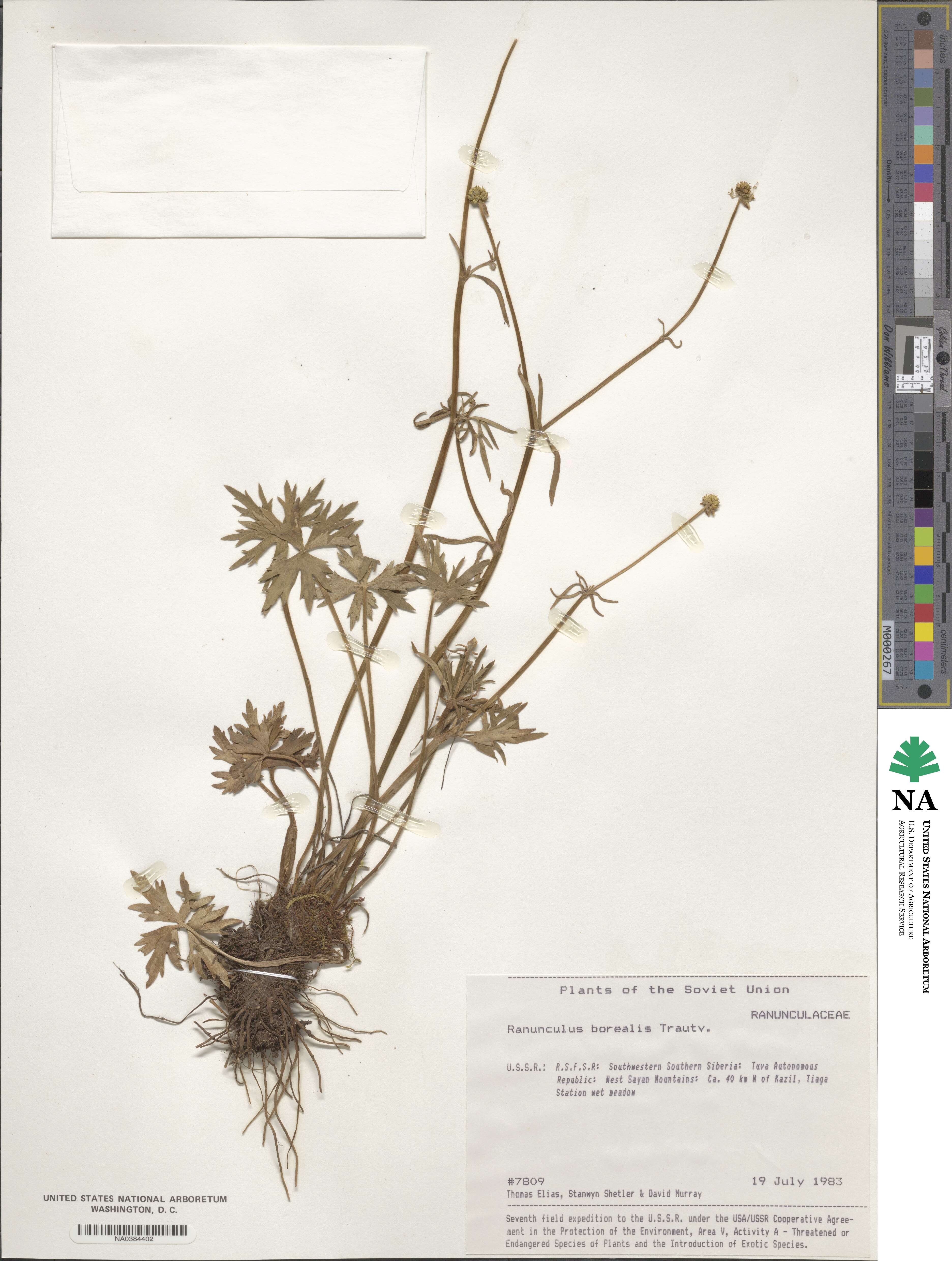 Ranunculus propinquus subsp. subborealis image