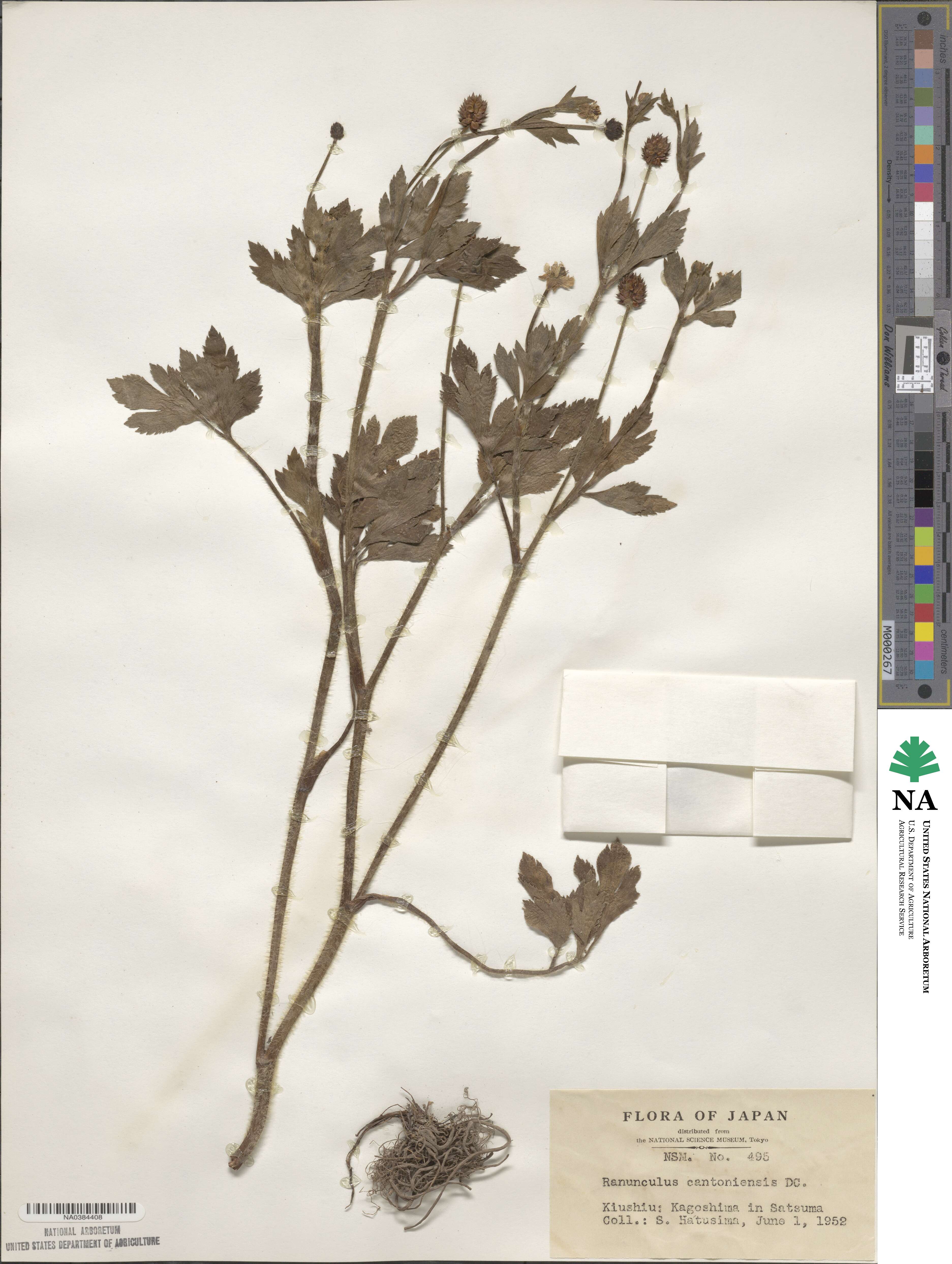 Ranunculus cantoniensis image