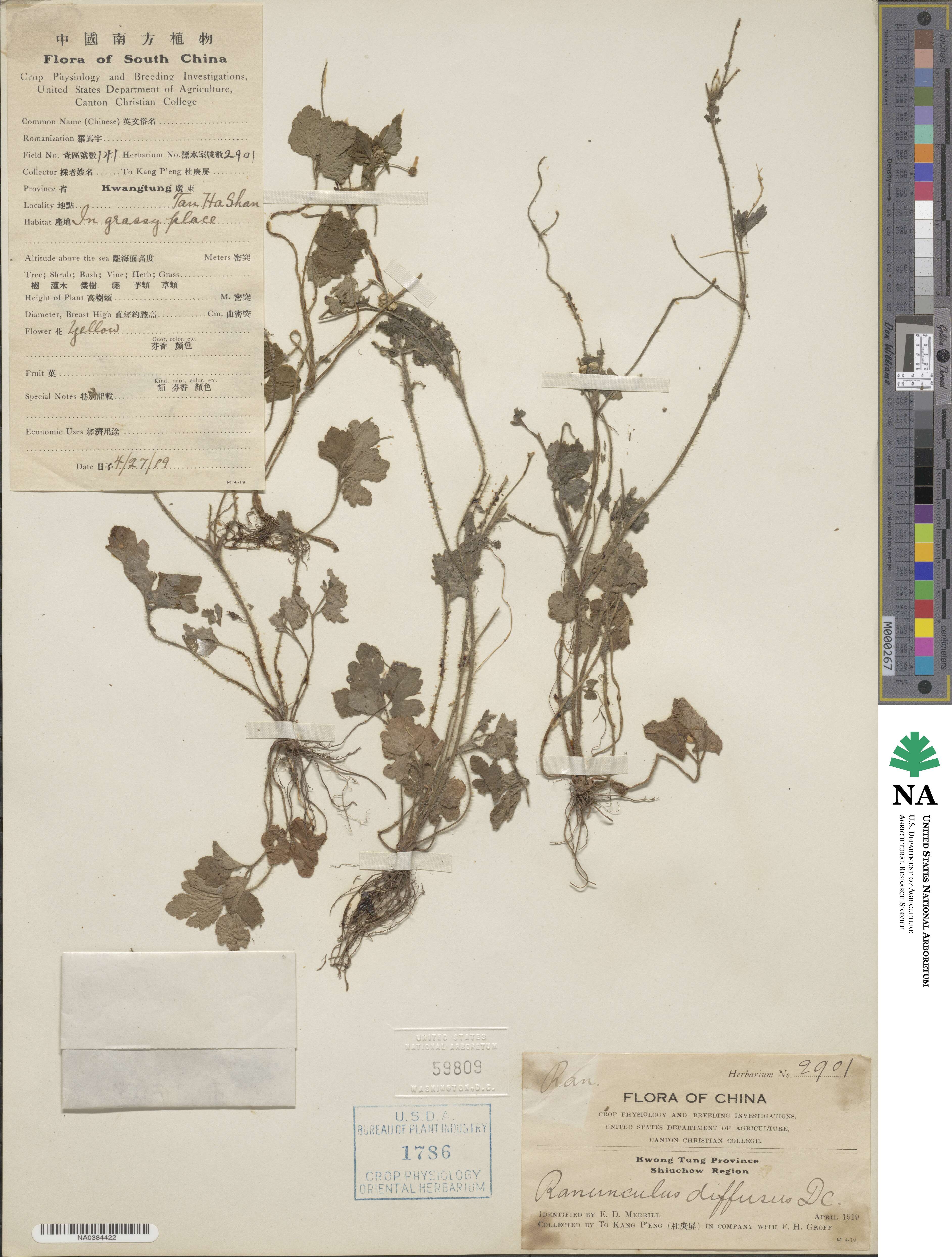 Ranunculus diffusus image