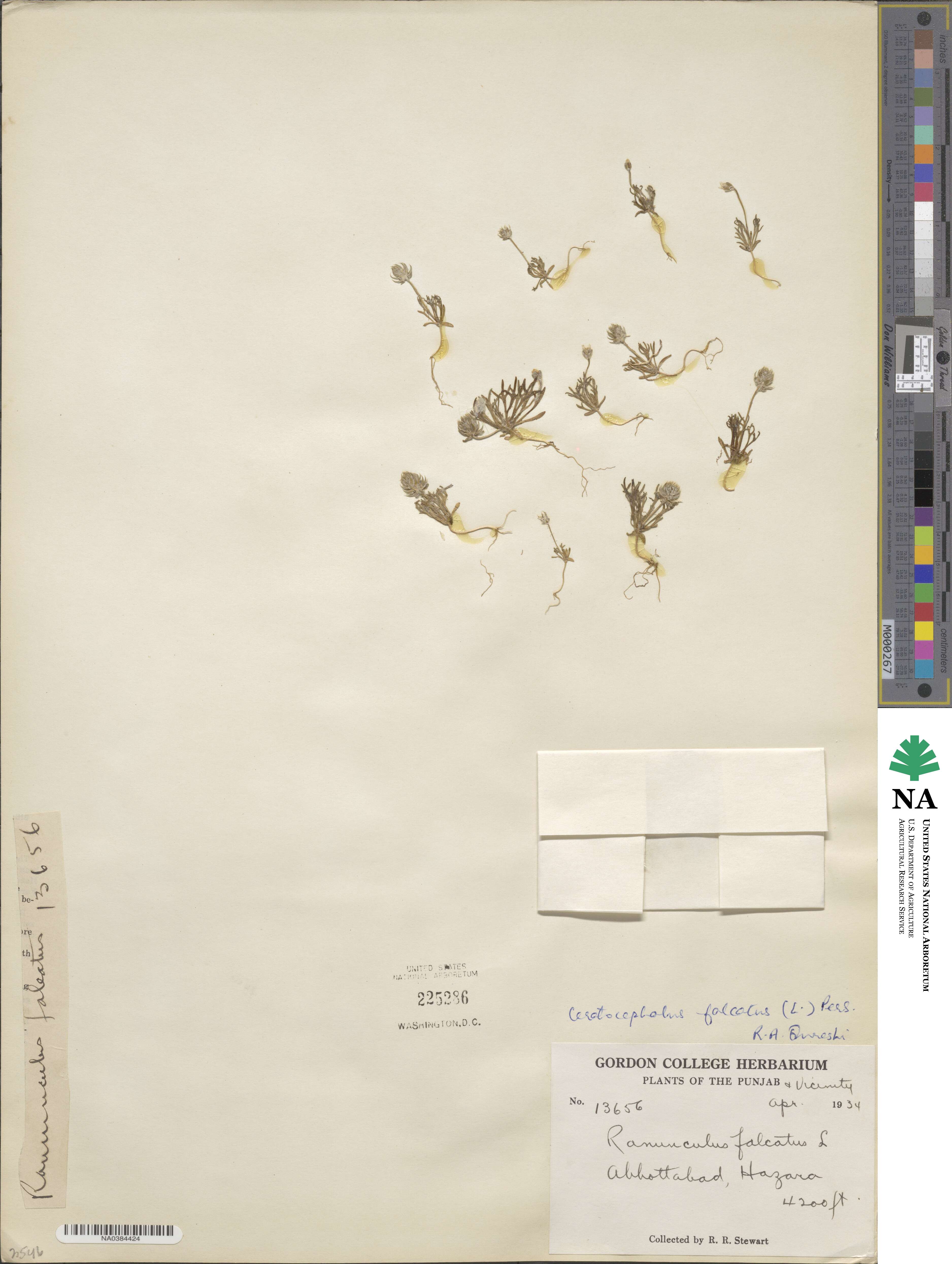 Ceratocephala falcata subsp. falcata image