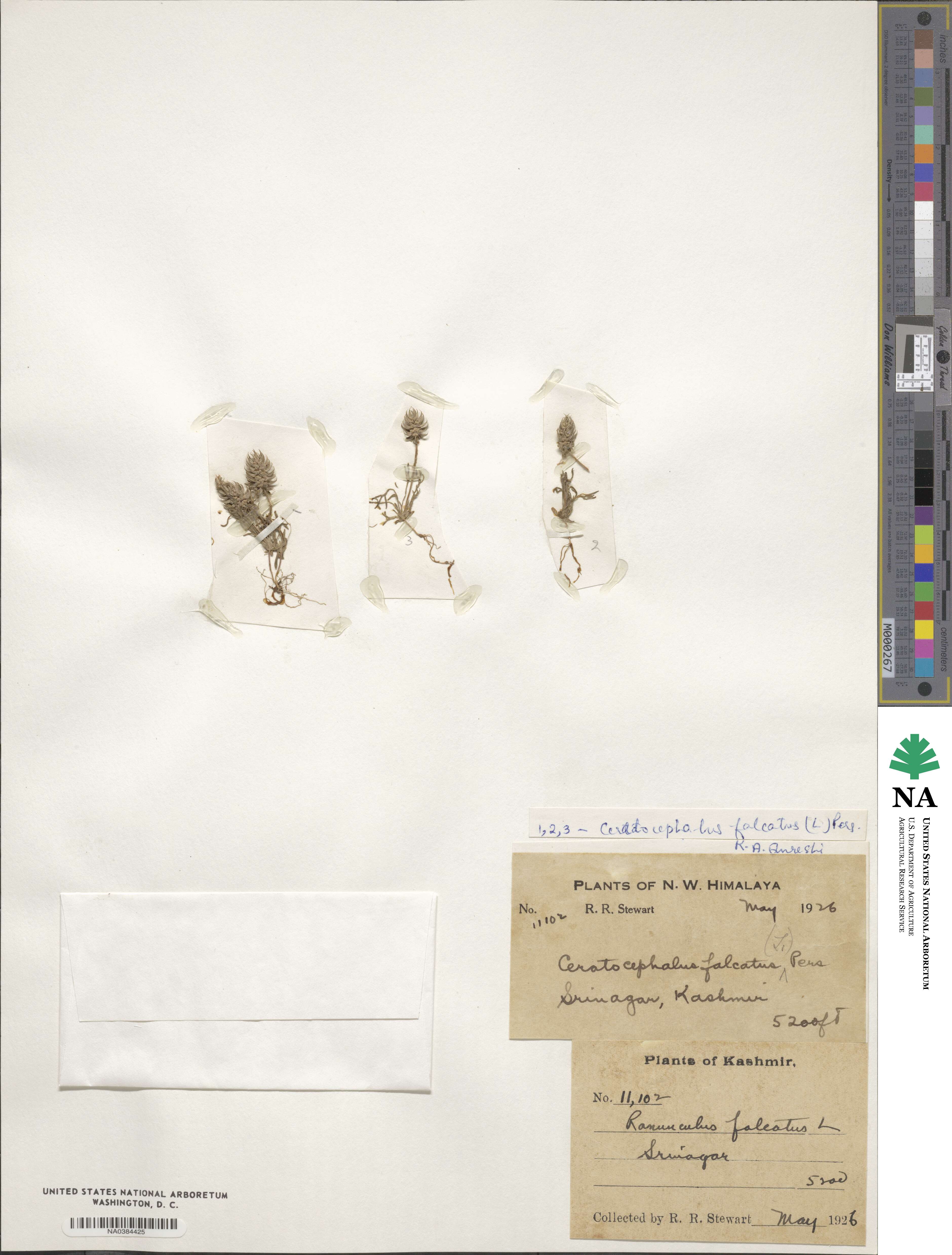 Ceratocephala falcata image
