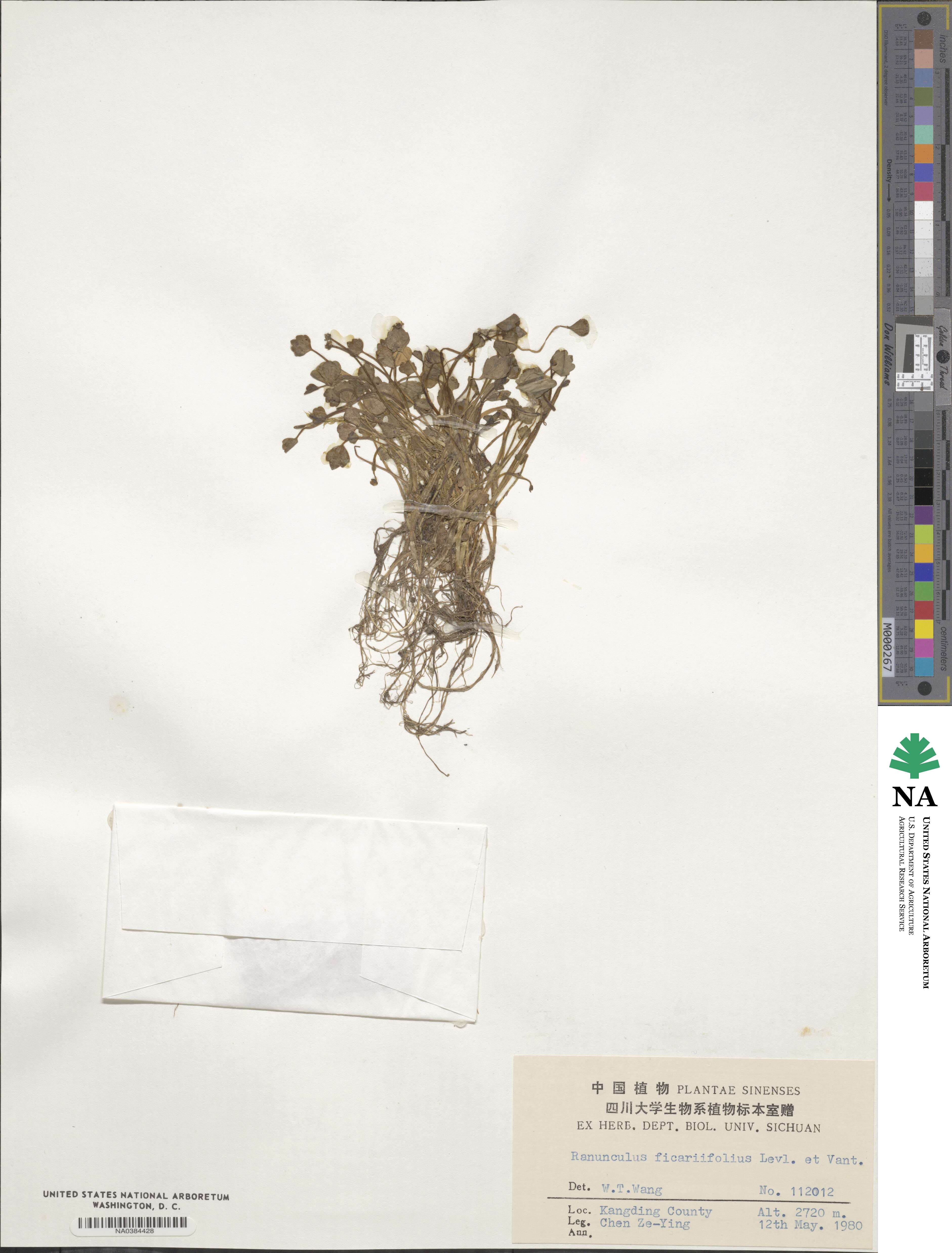 Ranunculus microphyllus image