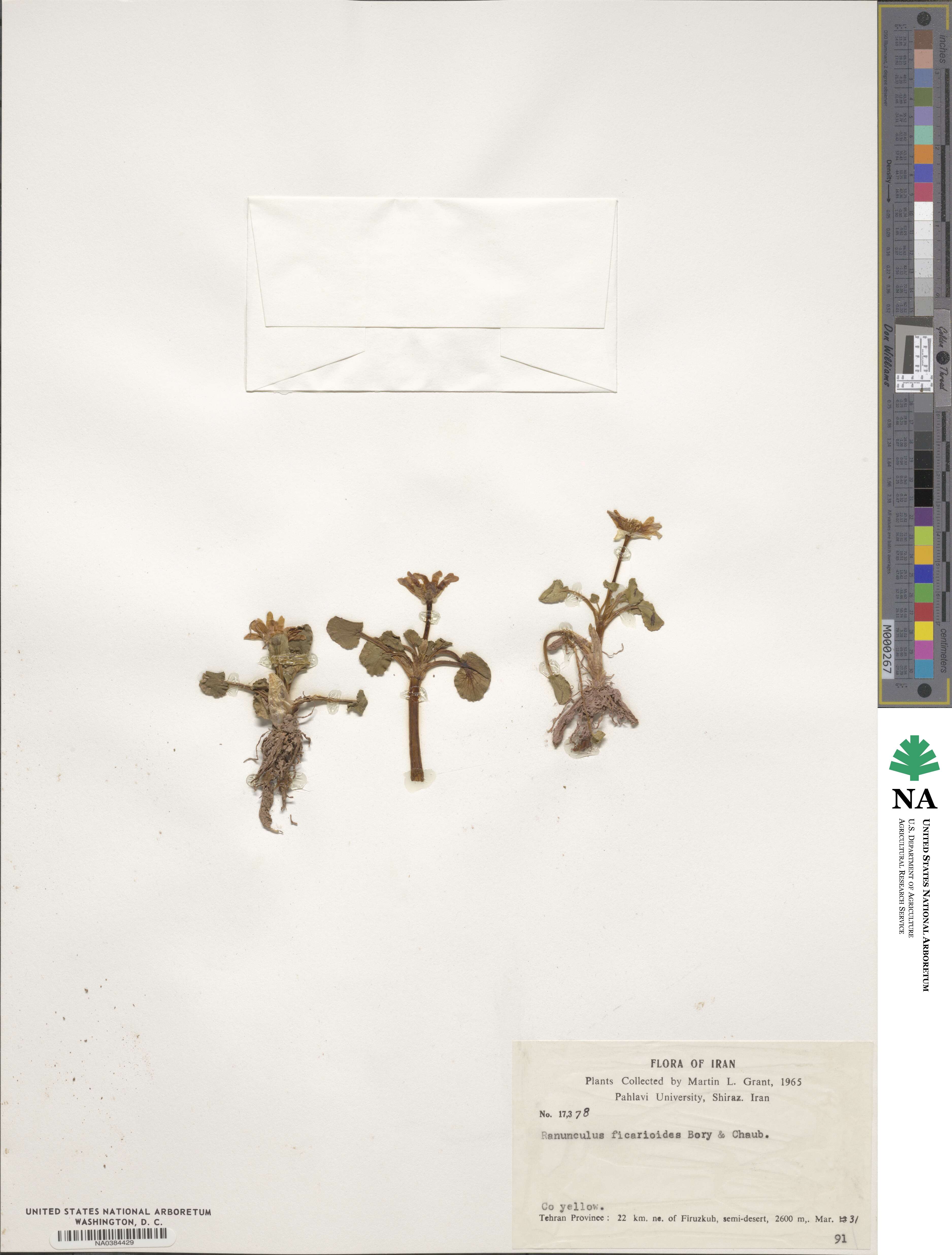 Ficaria ficarioides image