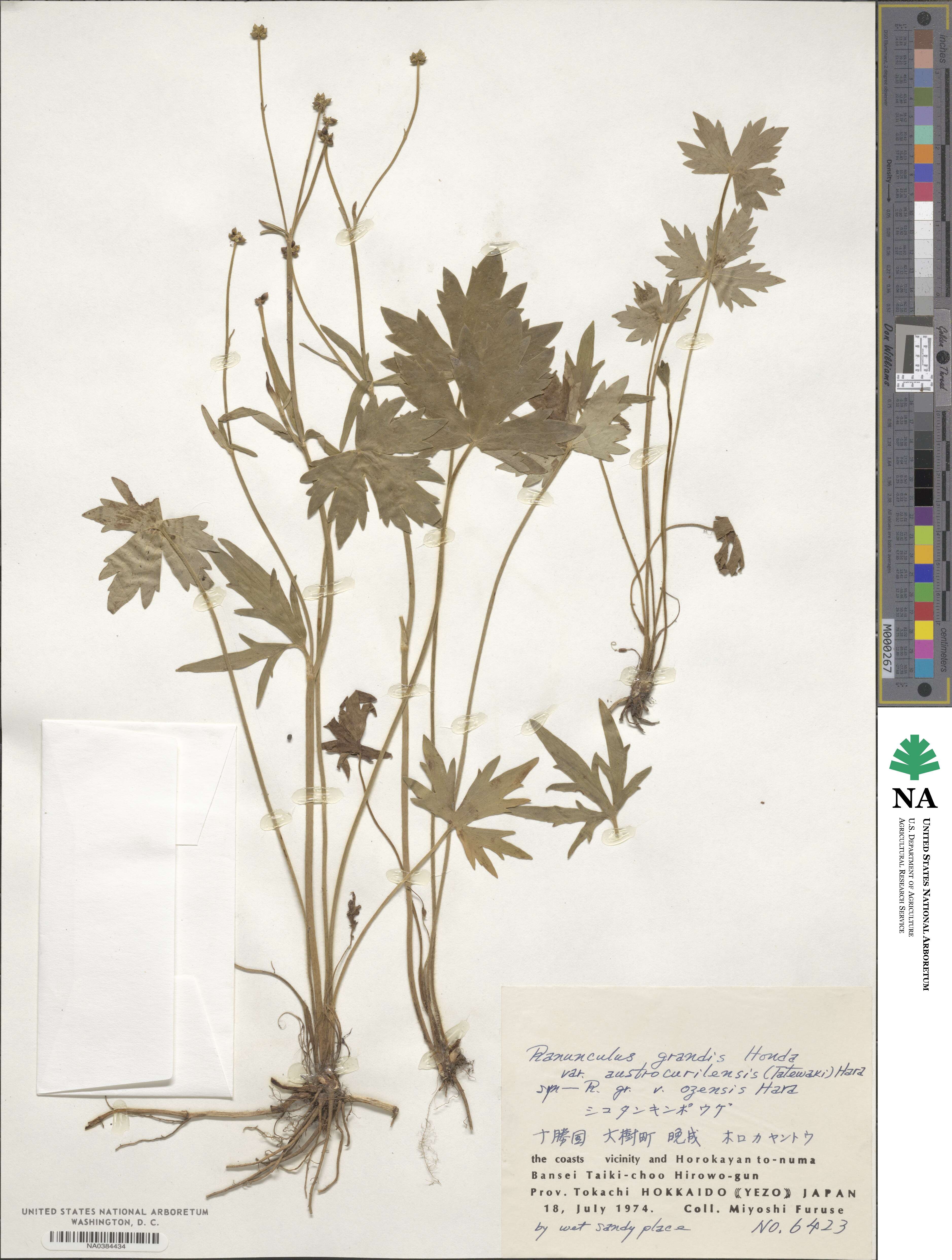 Ranunculus grandis image