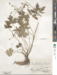 Ranunculus grandis image