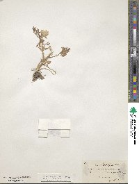 Ranunculus millefolius image