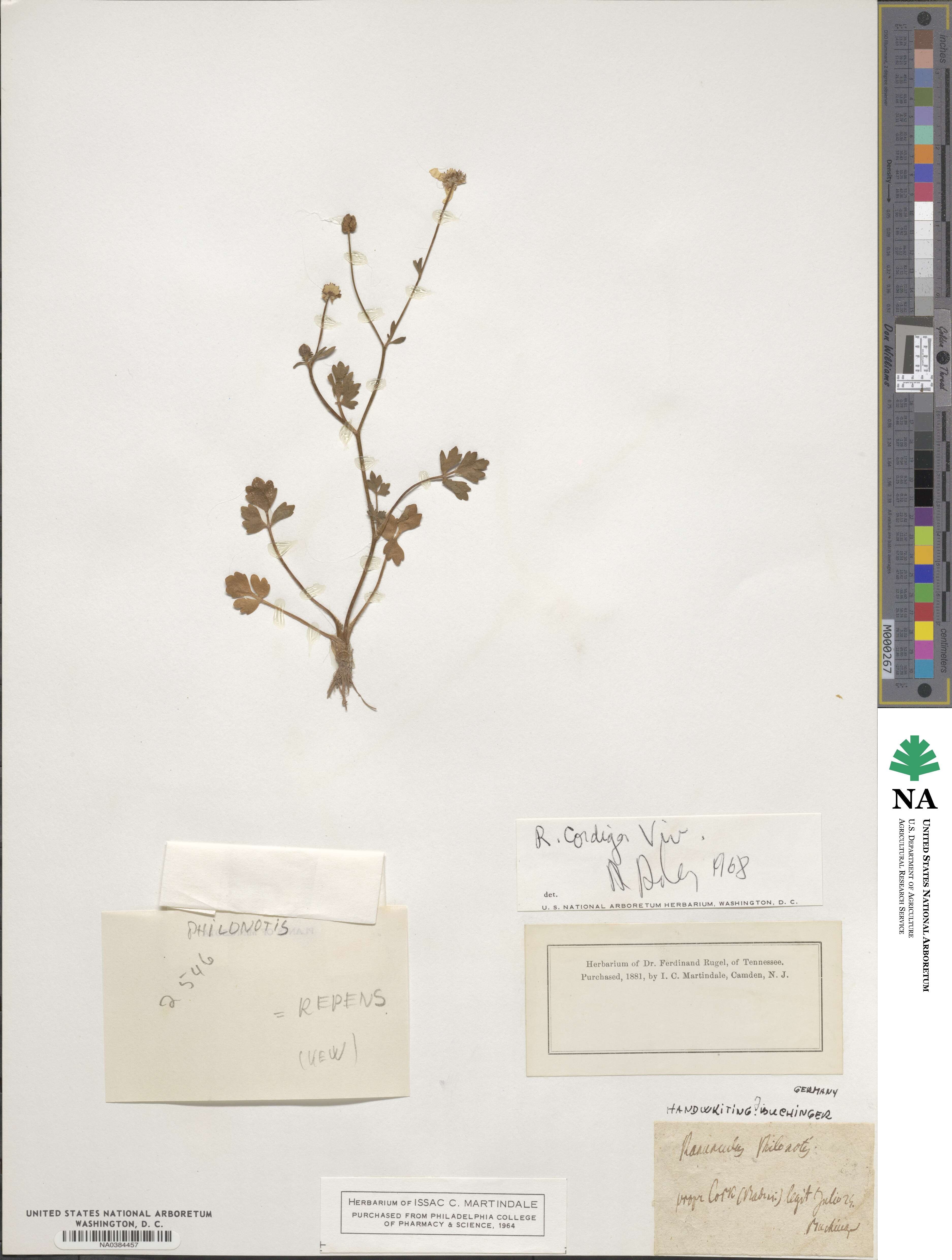 Ranunculus repens image