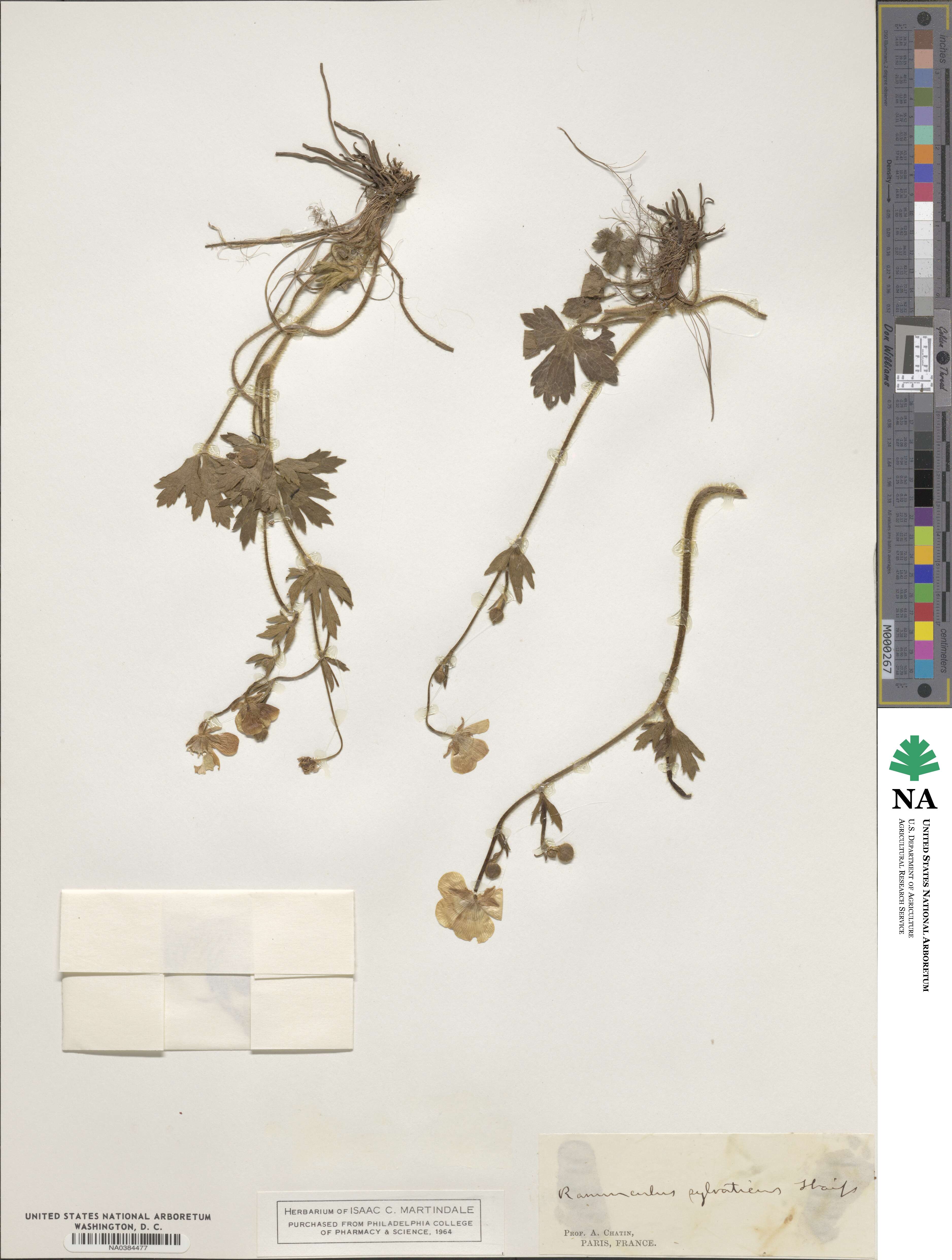 Ranunculus sylvaticus image