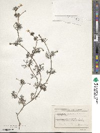 Ranunculus trichophyllus image