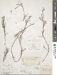 Ranunculus trichophyllus image