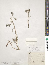 Ranunculus trichophyllus image