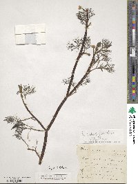 Ranunculus trichophyllus image