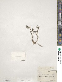Ranunculus trichophyllus image