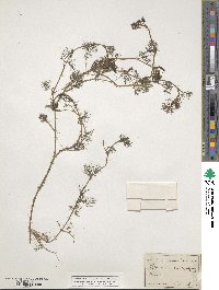 Ranunculus trichophyllus image