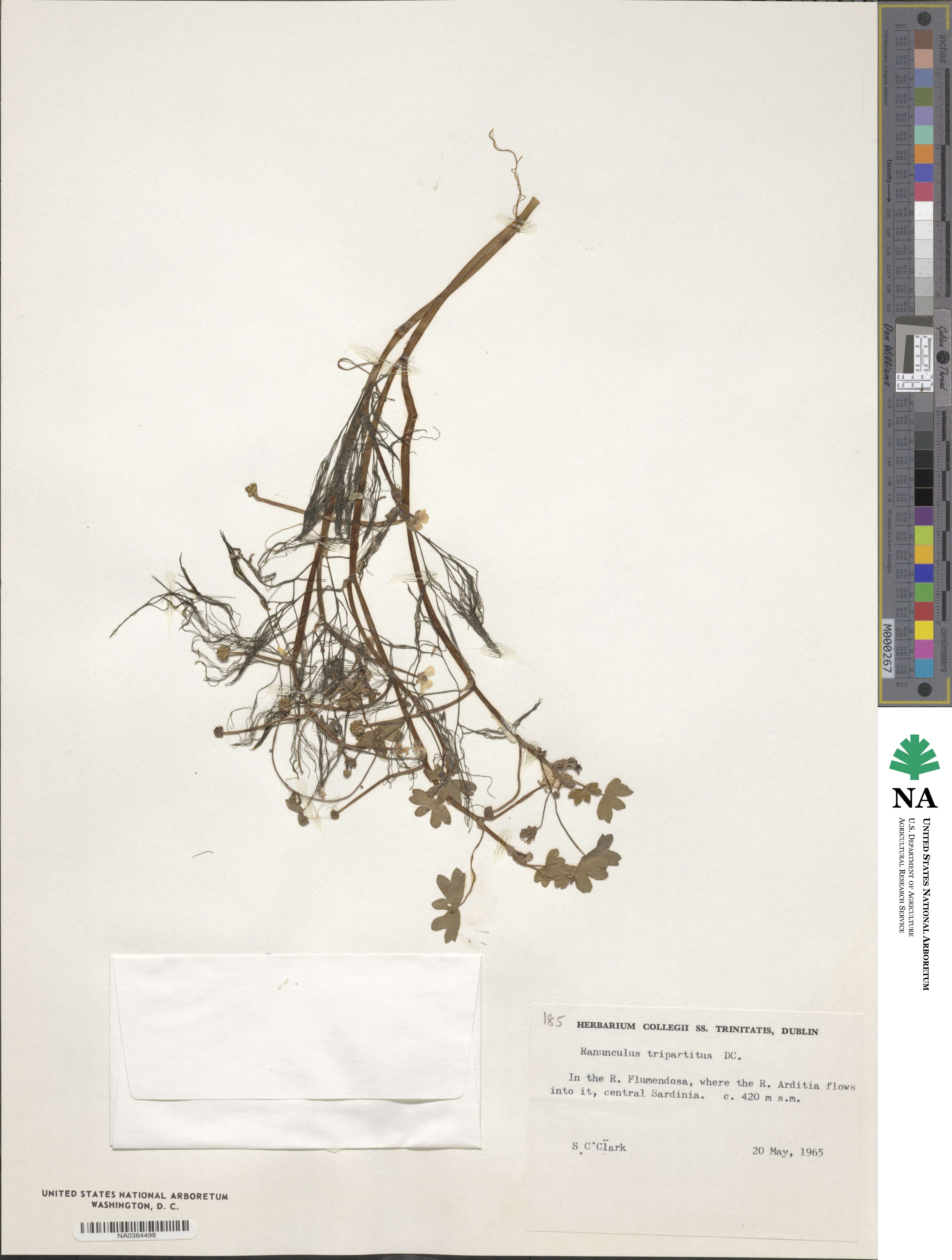 Ranunculus tripartitus image