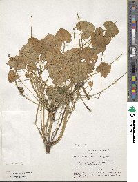 Ranunculus silerifolius image