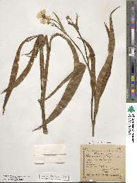 Ranunculus lingua image