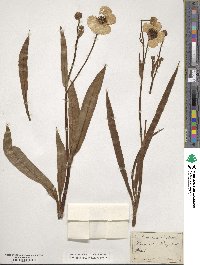 Ranunculus lingua image