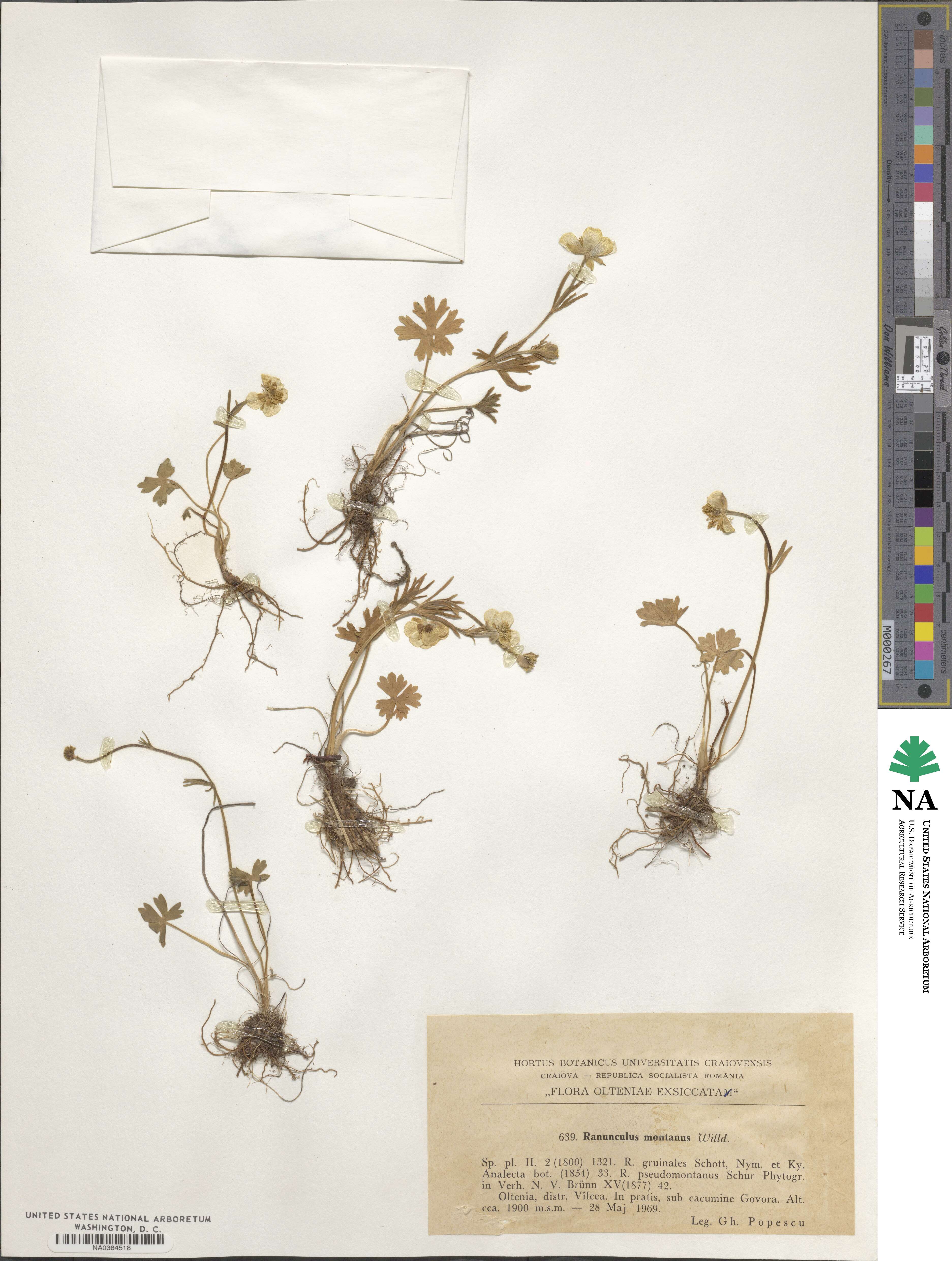 Ranunculus montanus image