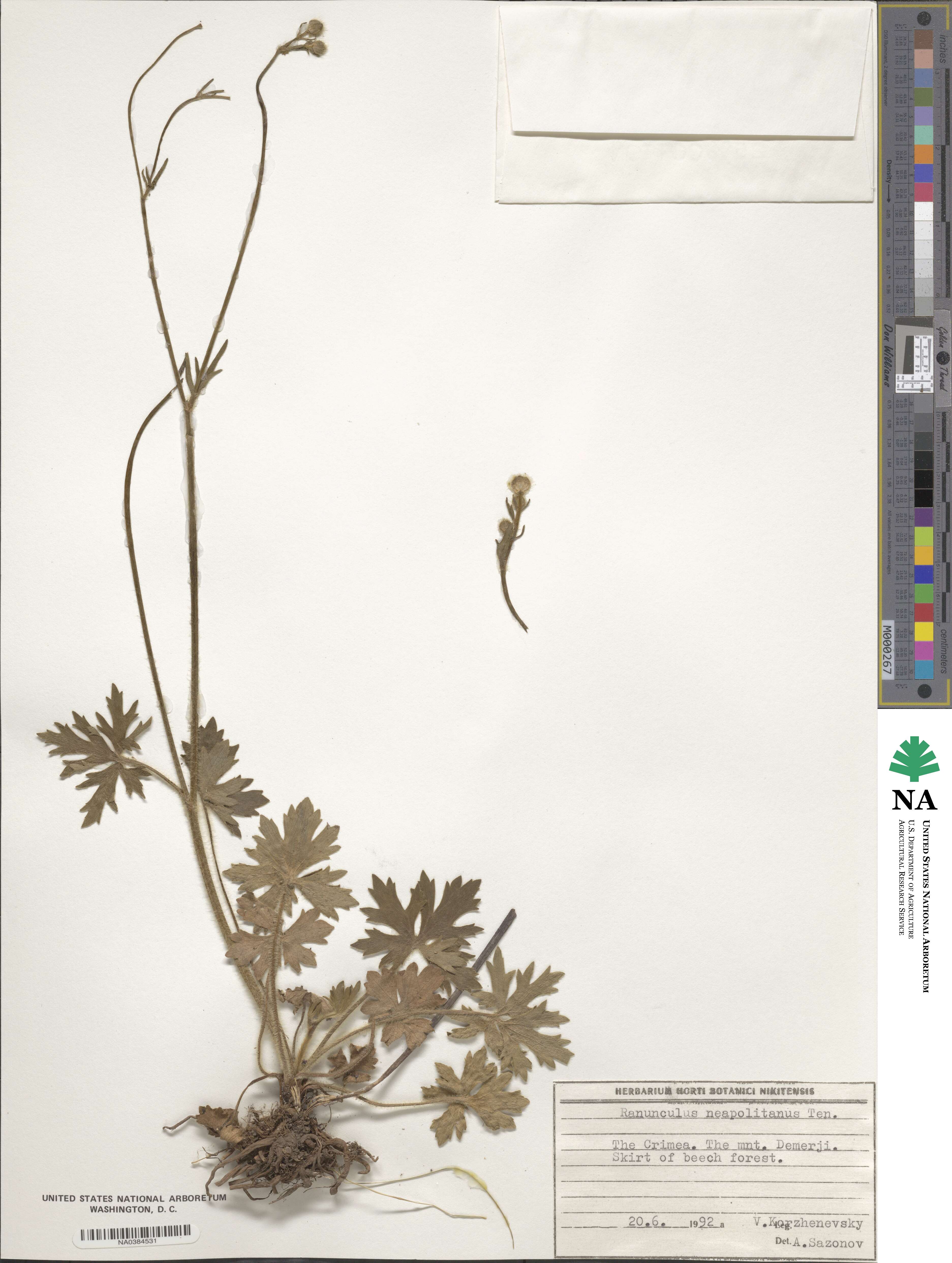 Ranunculus neapolitanus image