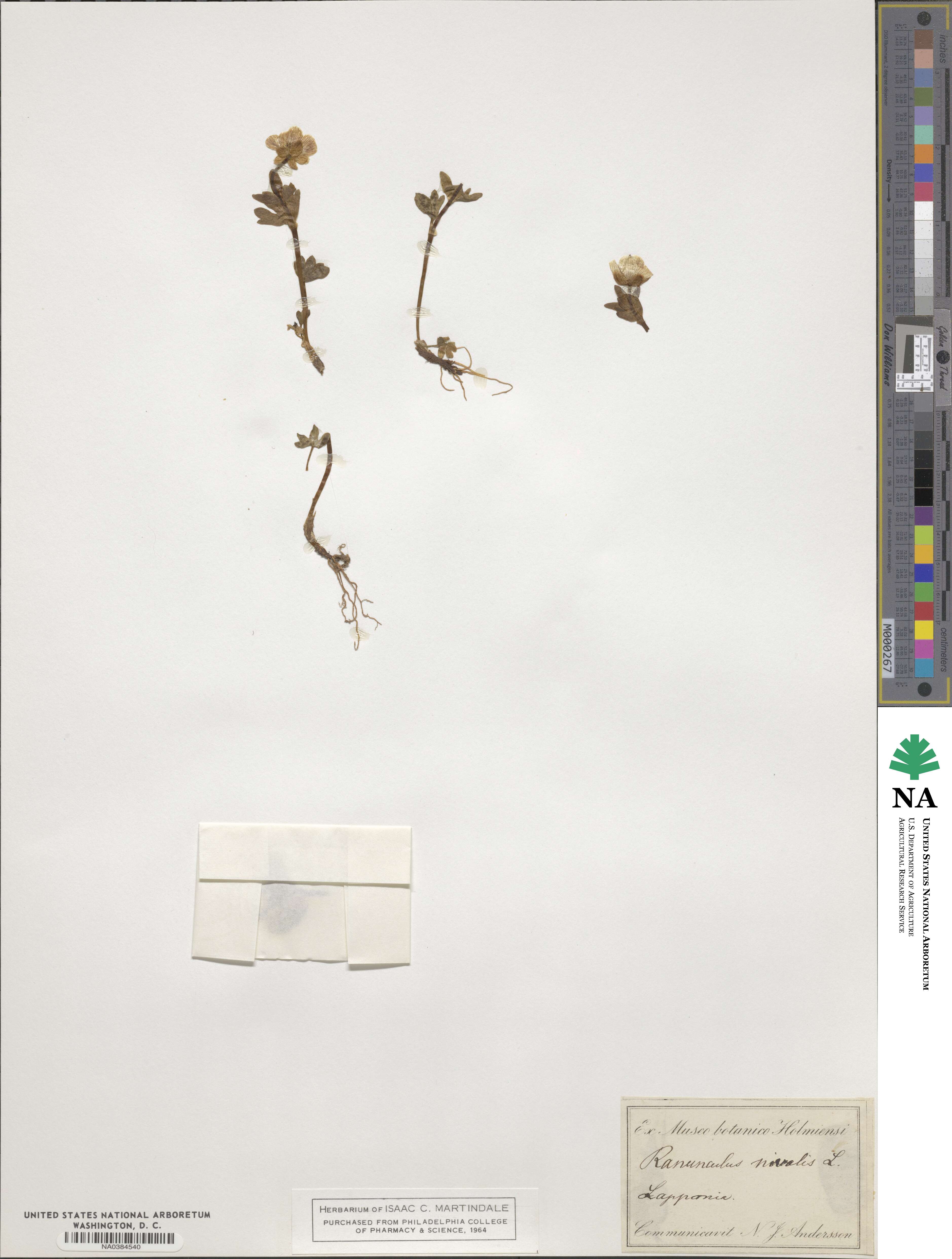 Ranunculus nivalis image
