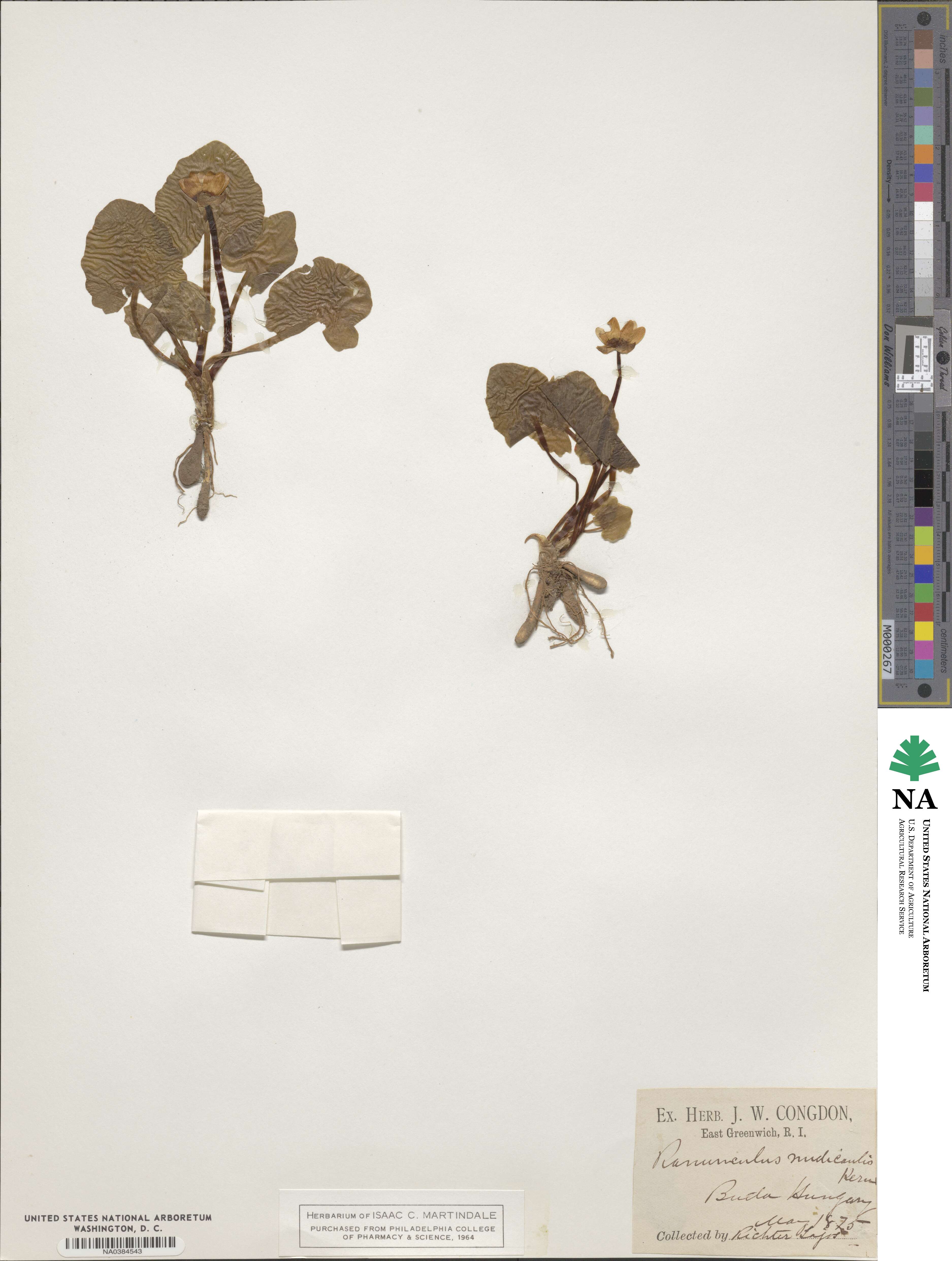 Ficaria calthifolia image