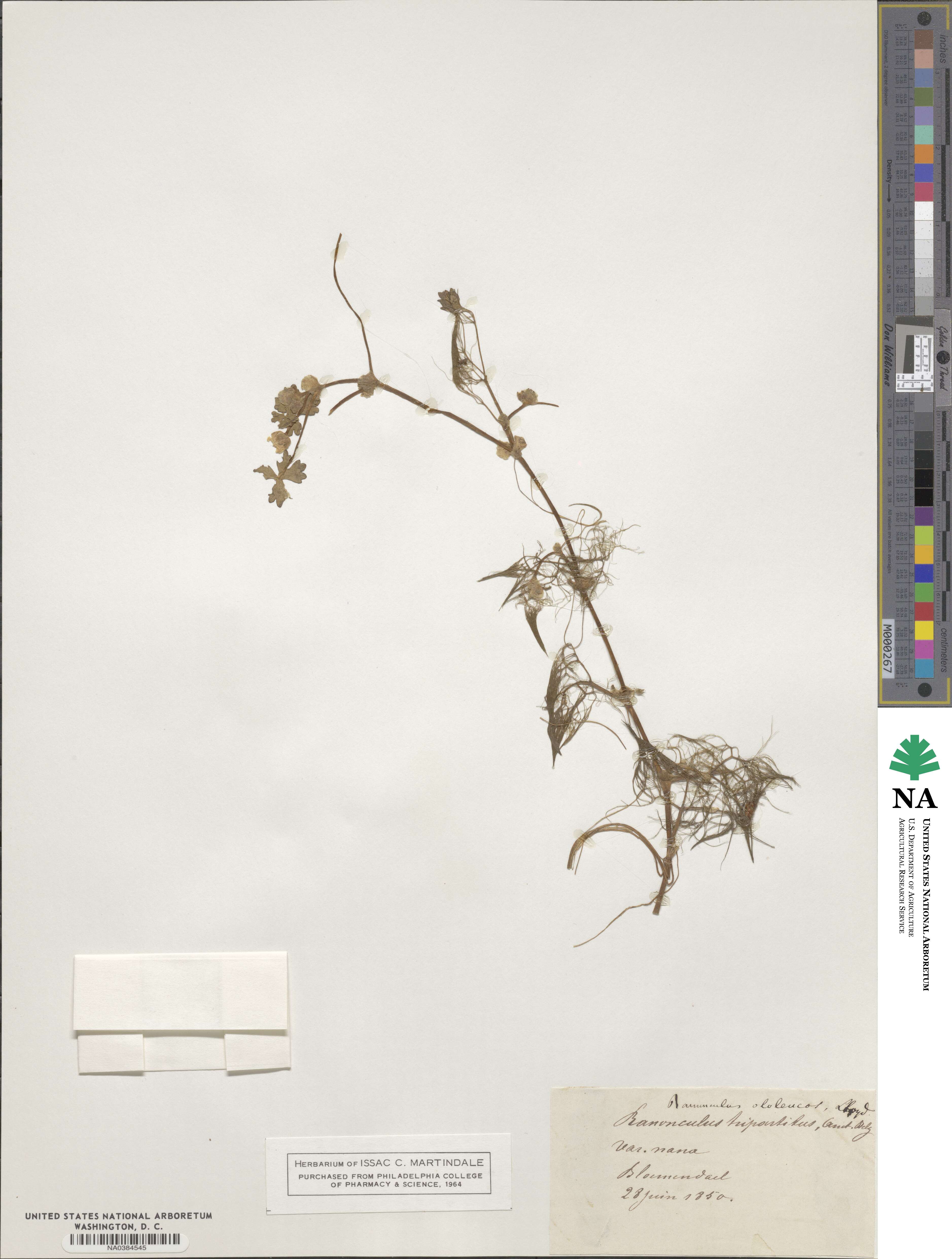 Ranunculus ololeucos image