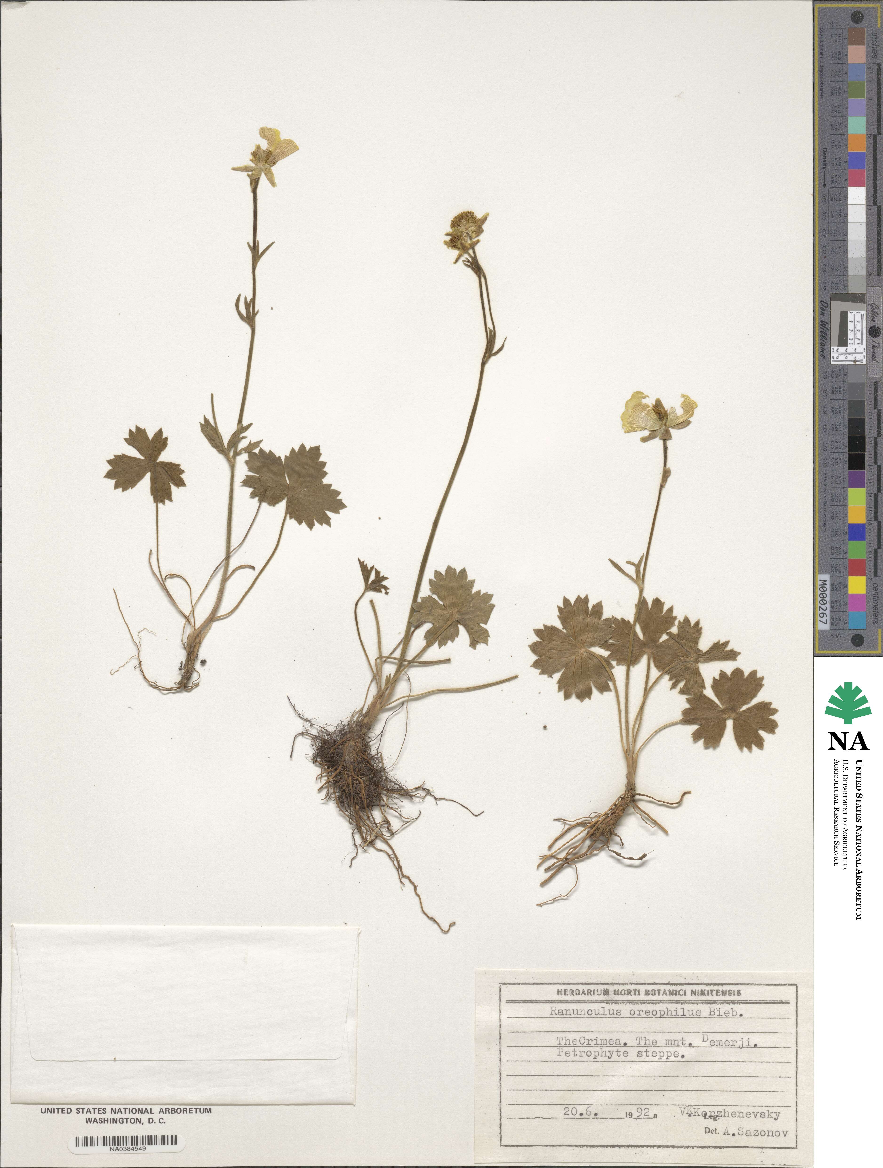 Ranunculus breyninus image