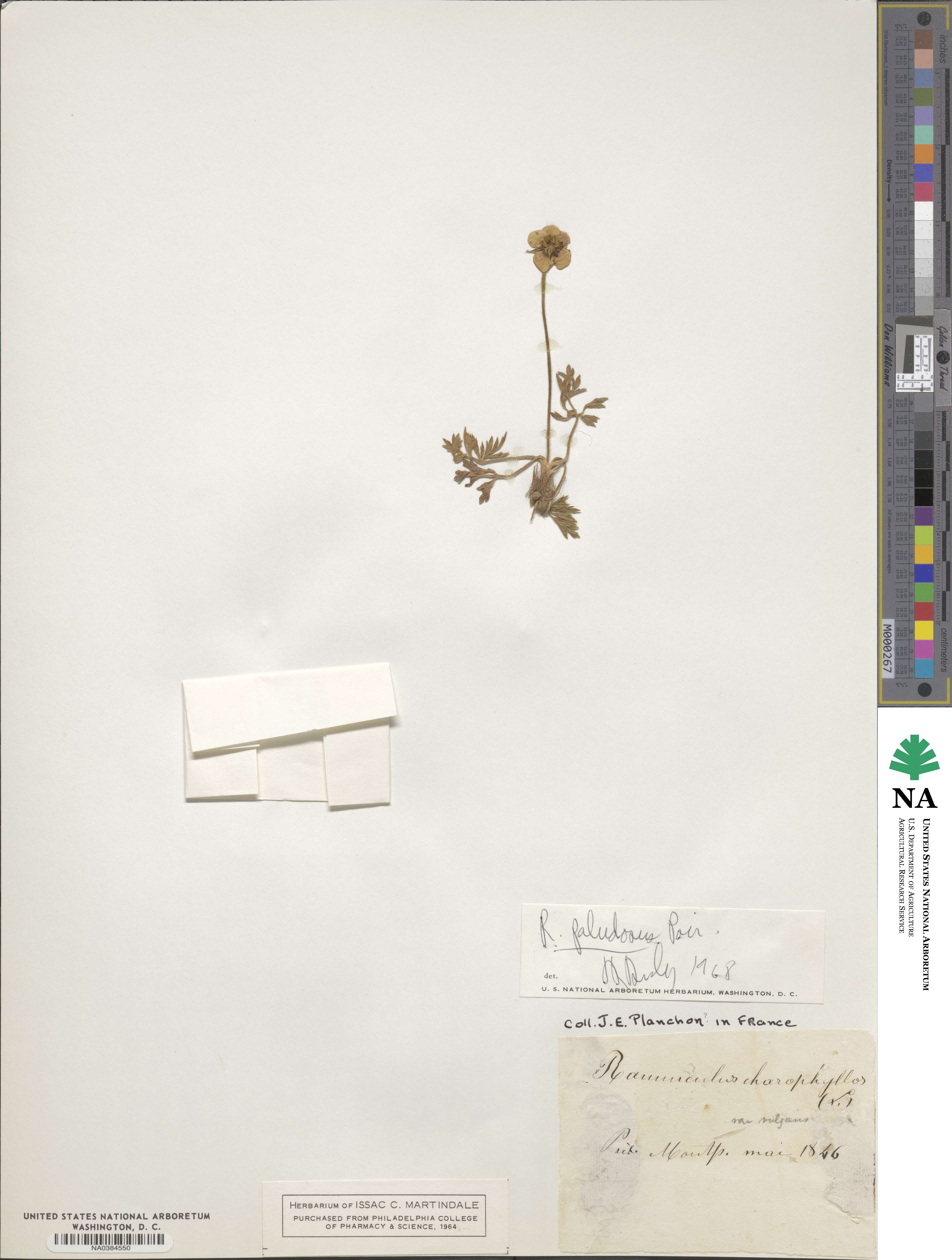 Ranunculus paludosus image