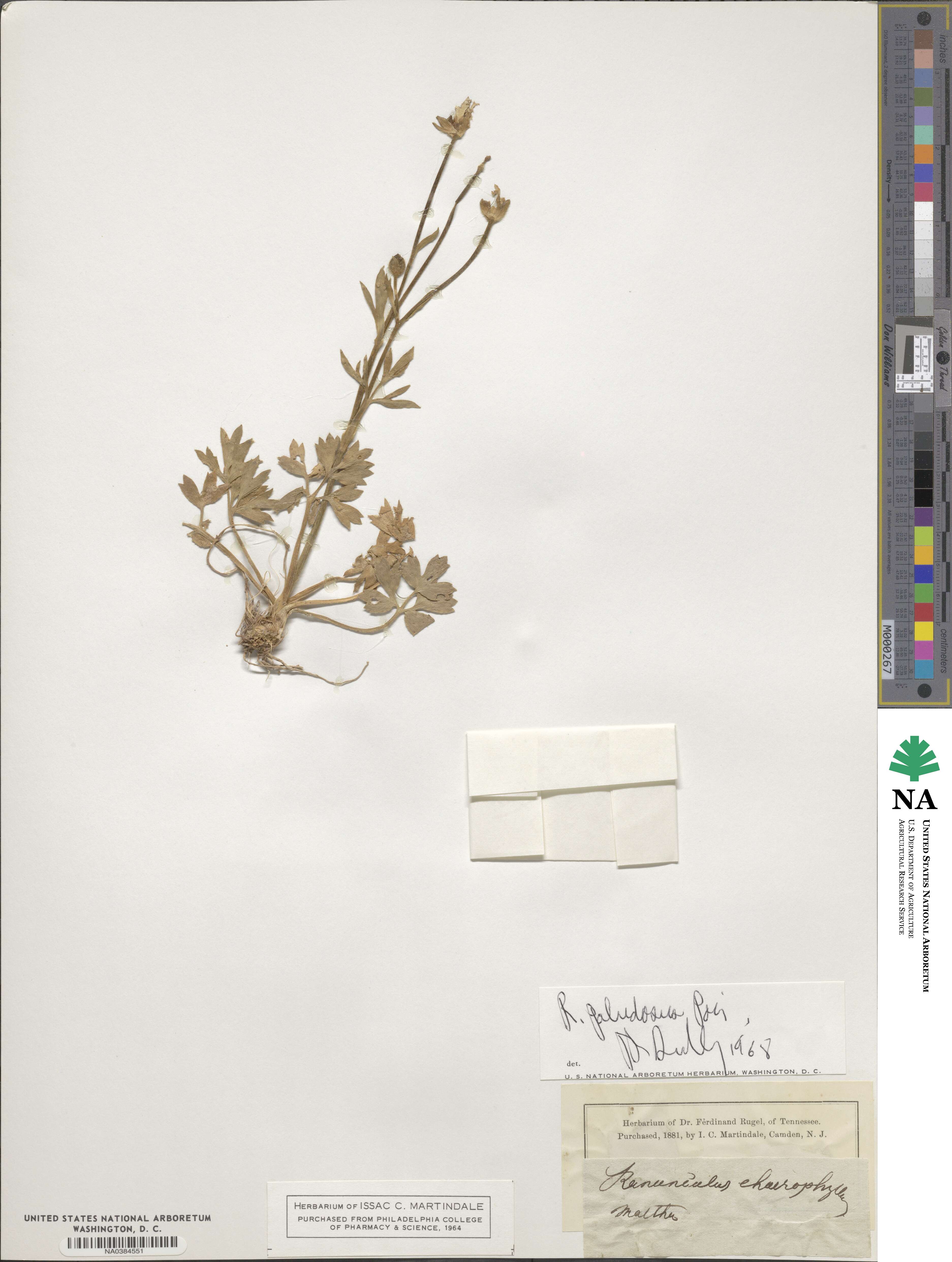 Ranunculus paludosus image