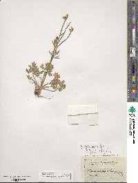 Ranunculus paludosus image