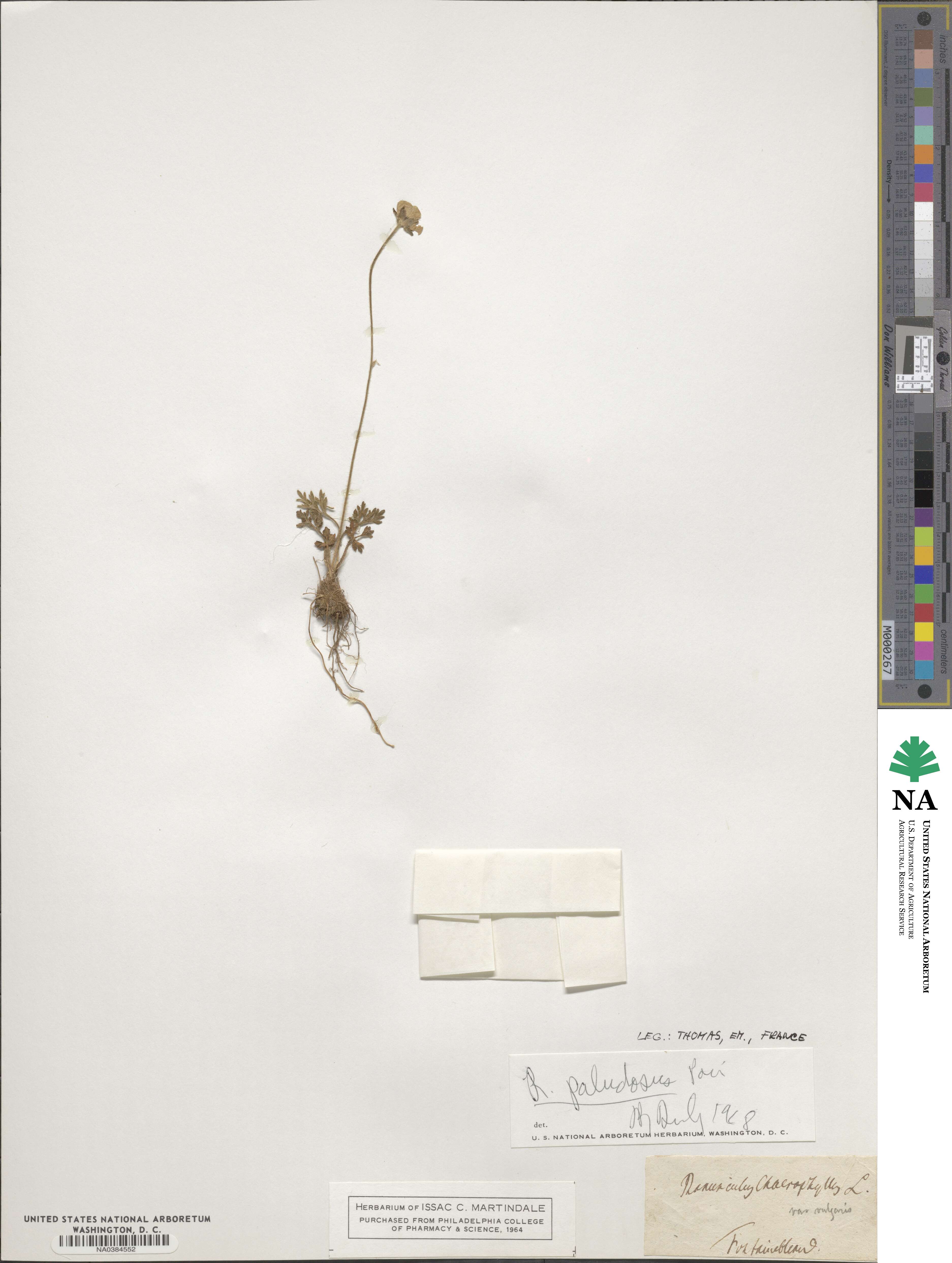 Ranunculus paludosus image