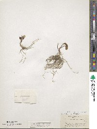 Ranunculus parnassifolius image