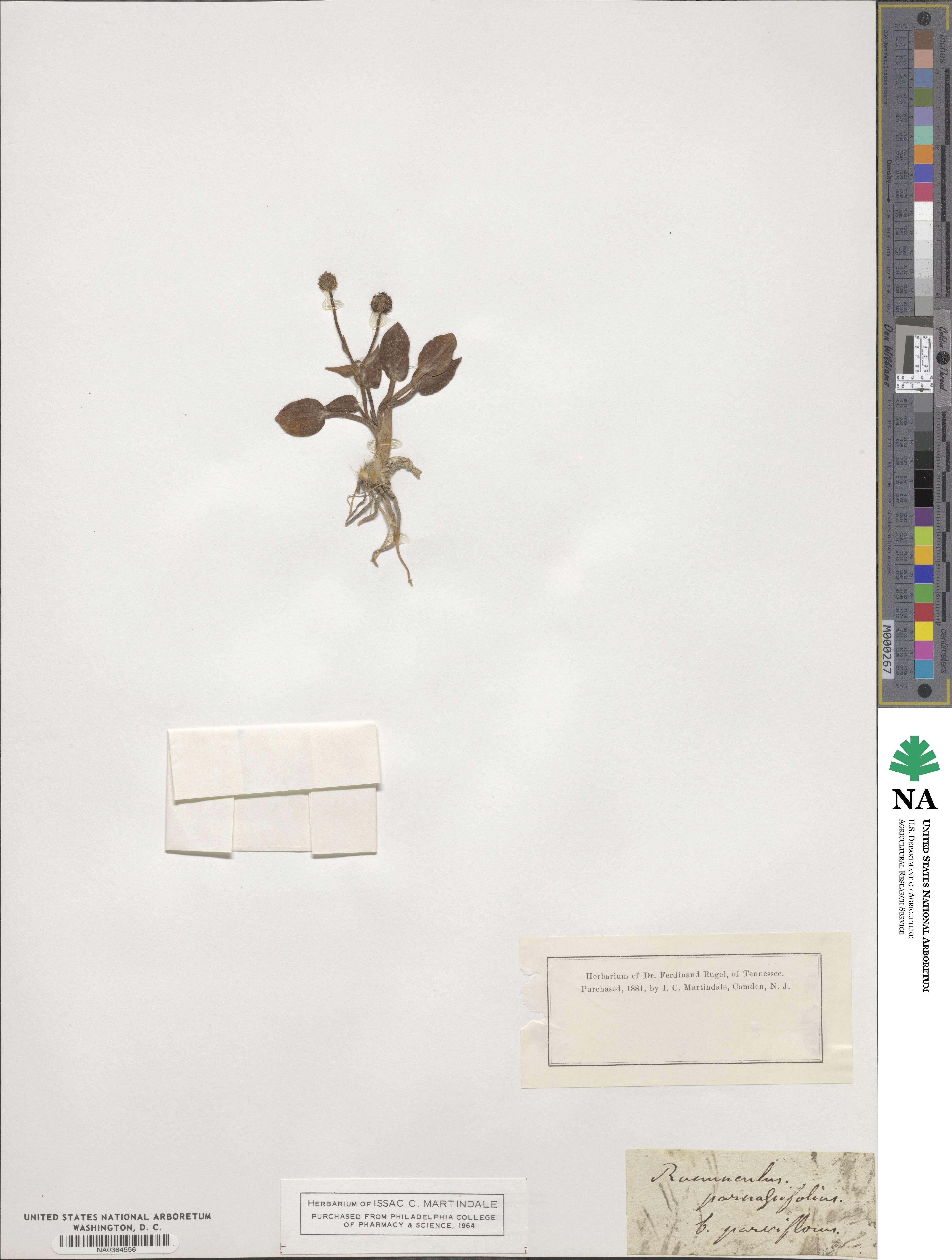 Ranunculus parnassifolius image
