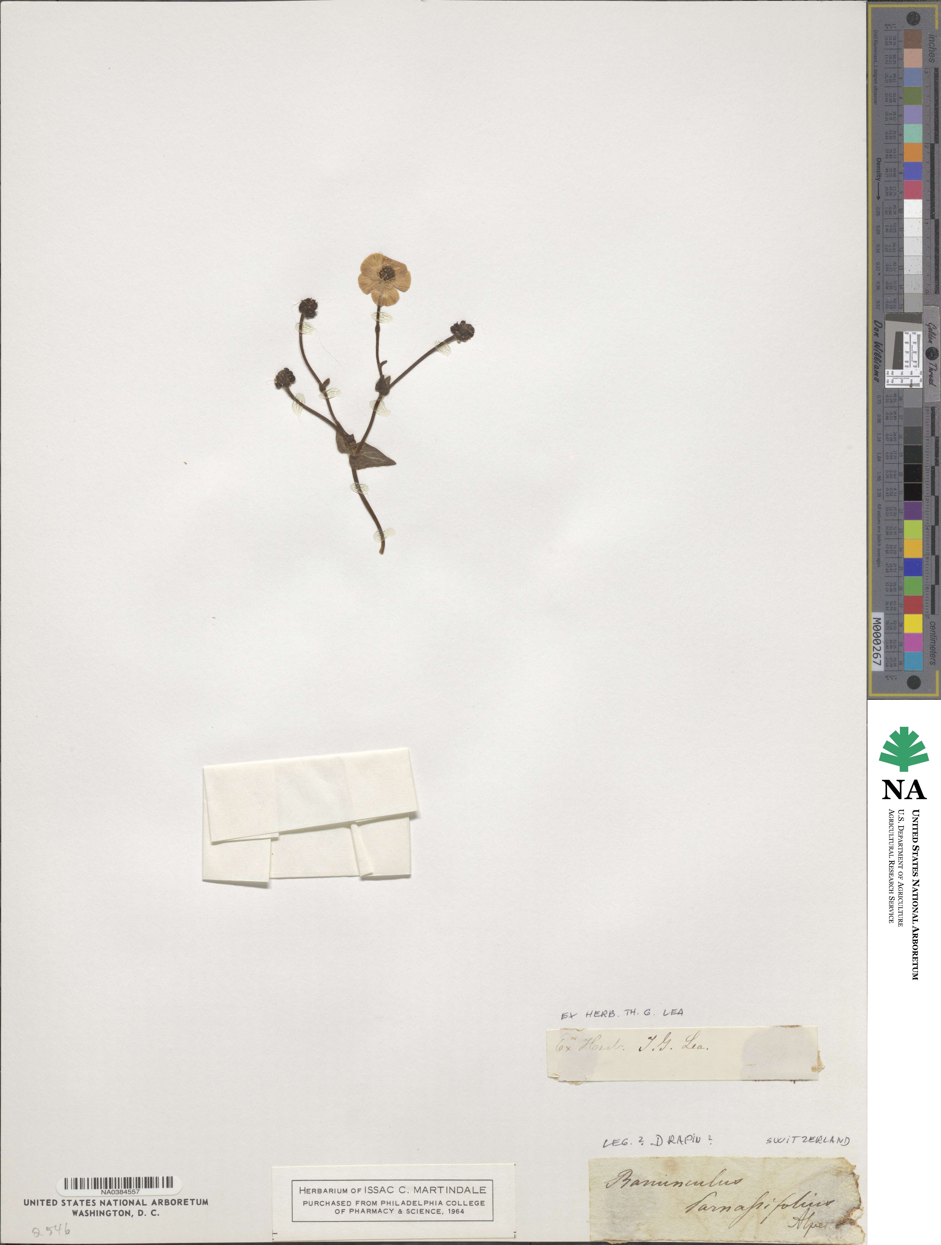 Ranunculus parnassifolius image