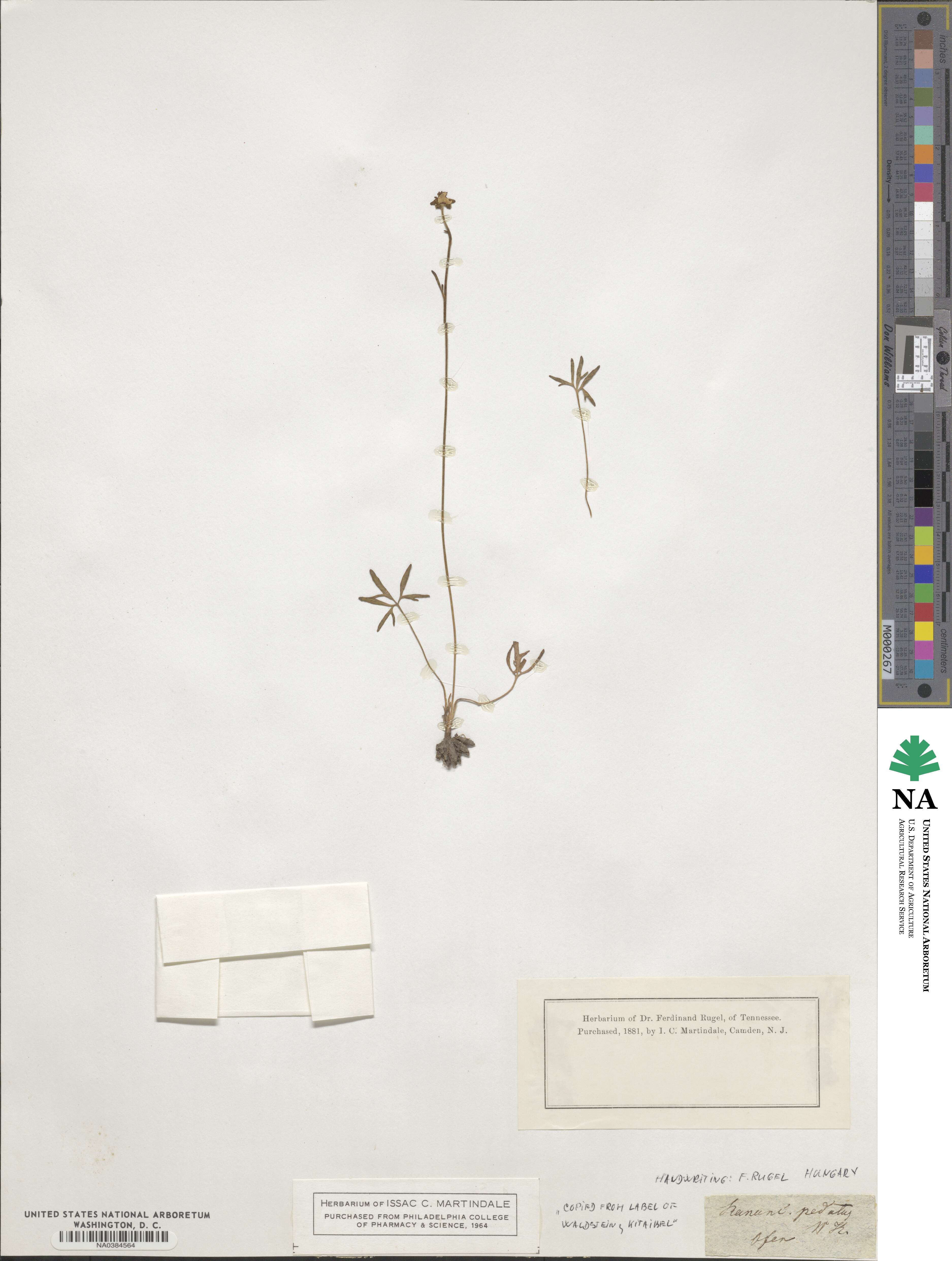 Ranunculus pedatus image