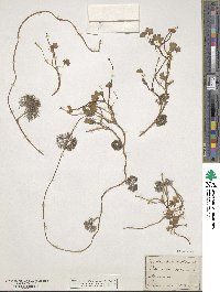 Ranunculus peltatus image
