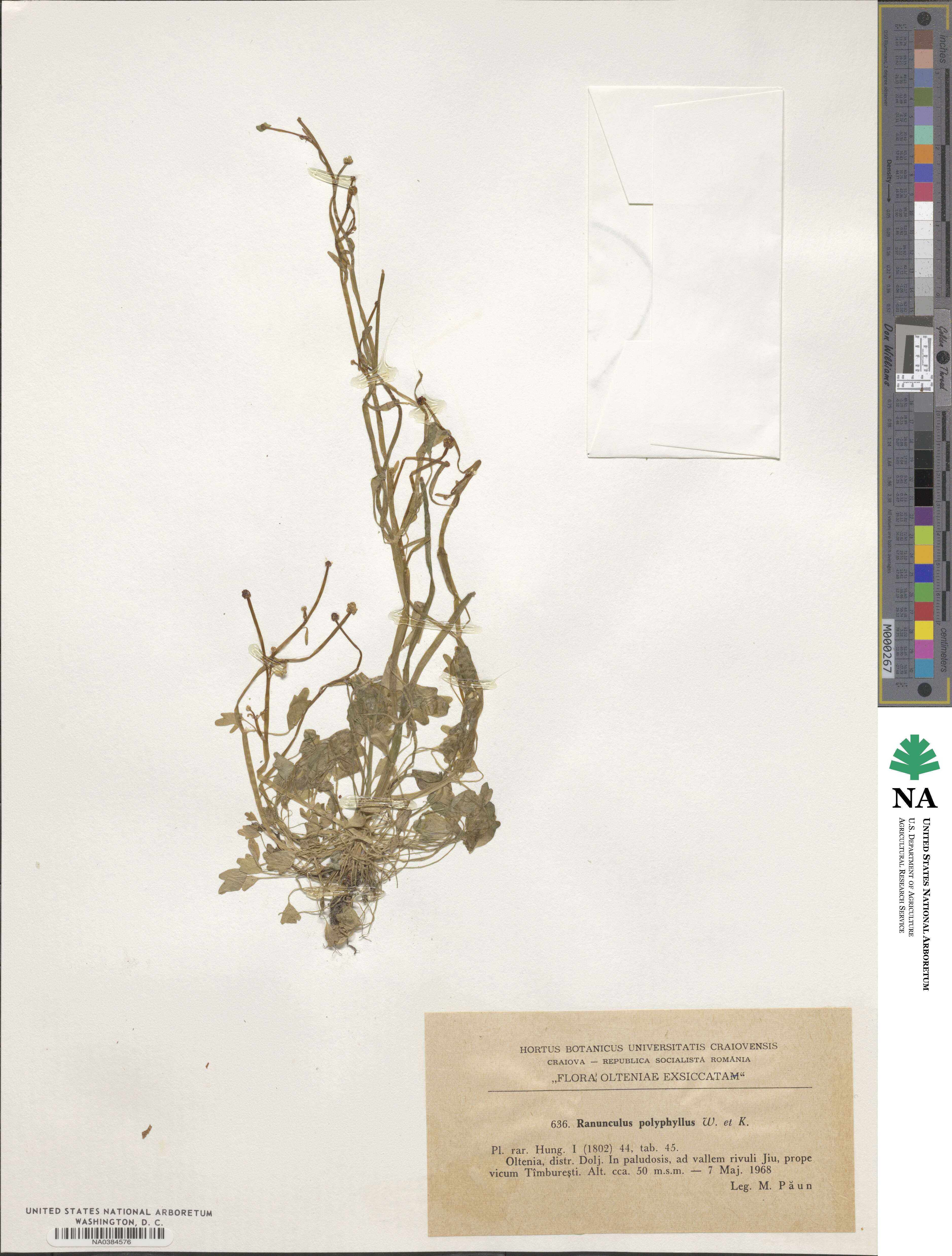Ranunculus polyphyllus image