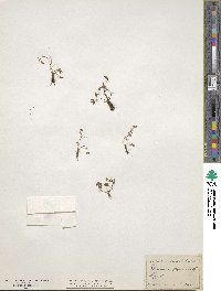 Ranunculus pygmaeus image